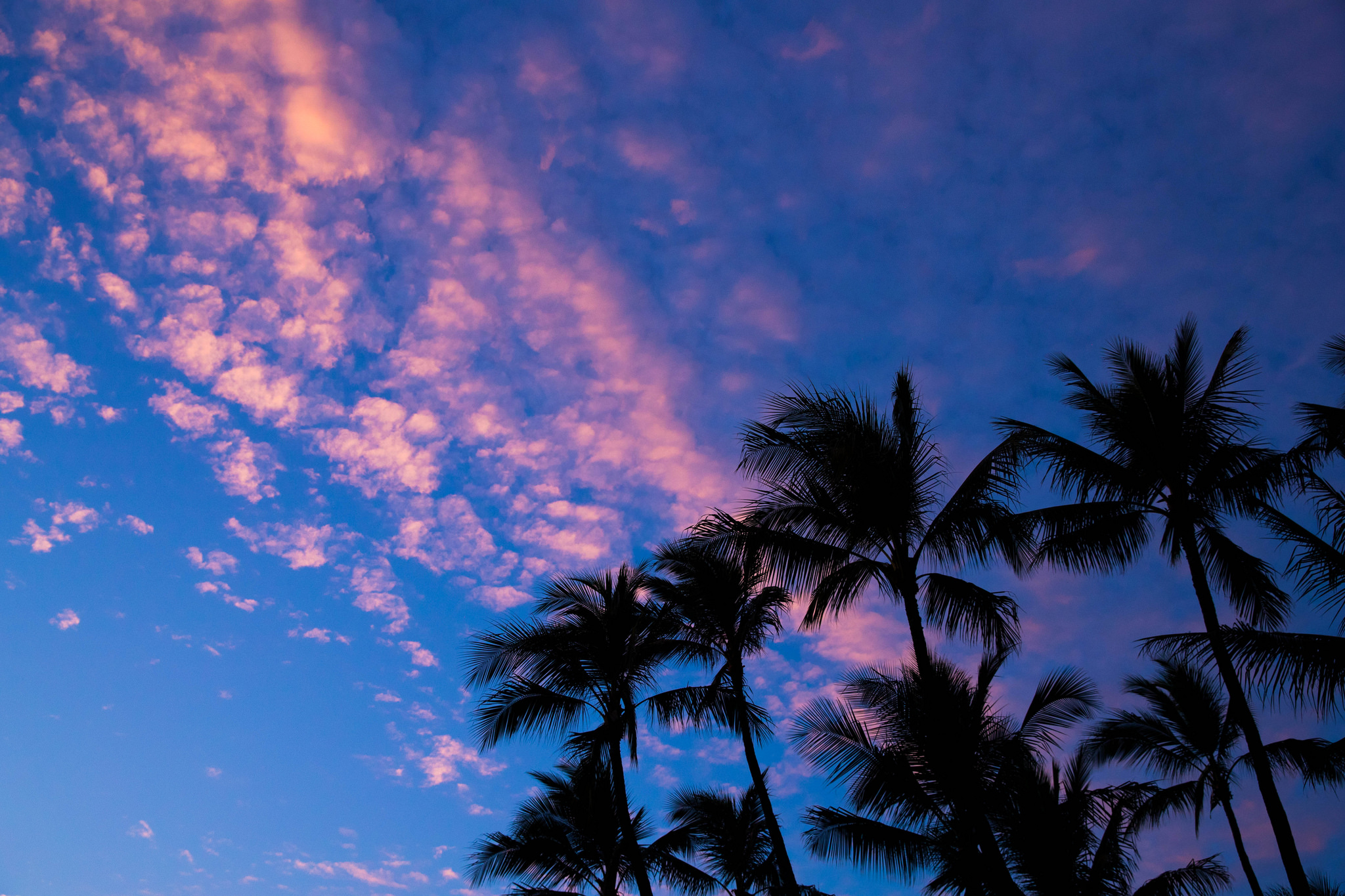 clouds, sunset, nature, palms, outlines, tropics 5K