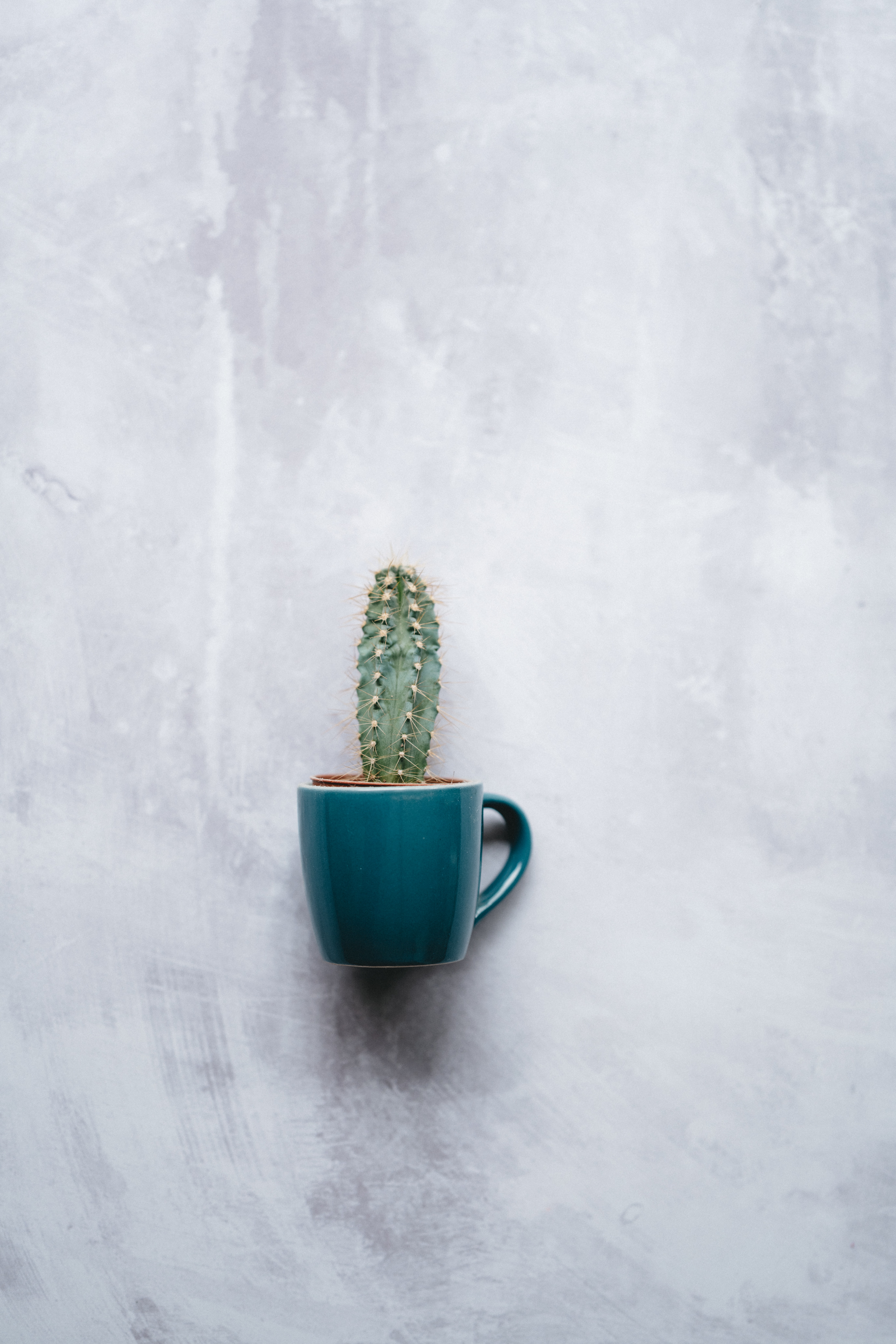 HD wallpaper cup, indoor plant, miscellanea, miscellaneous, texture, wall, cactus, houseplant, mug