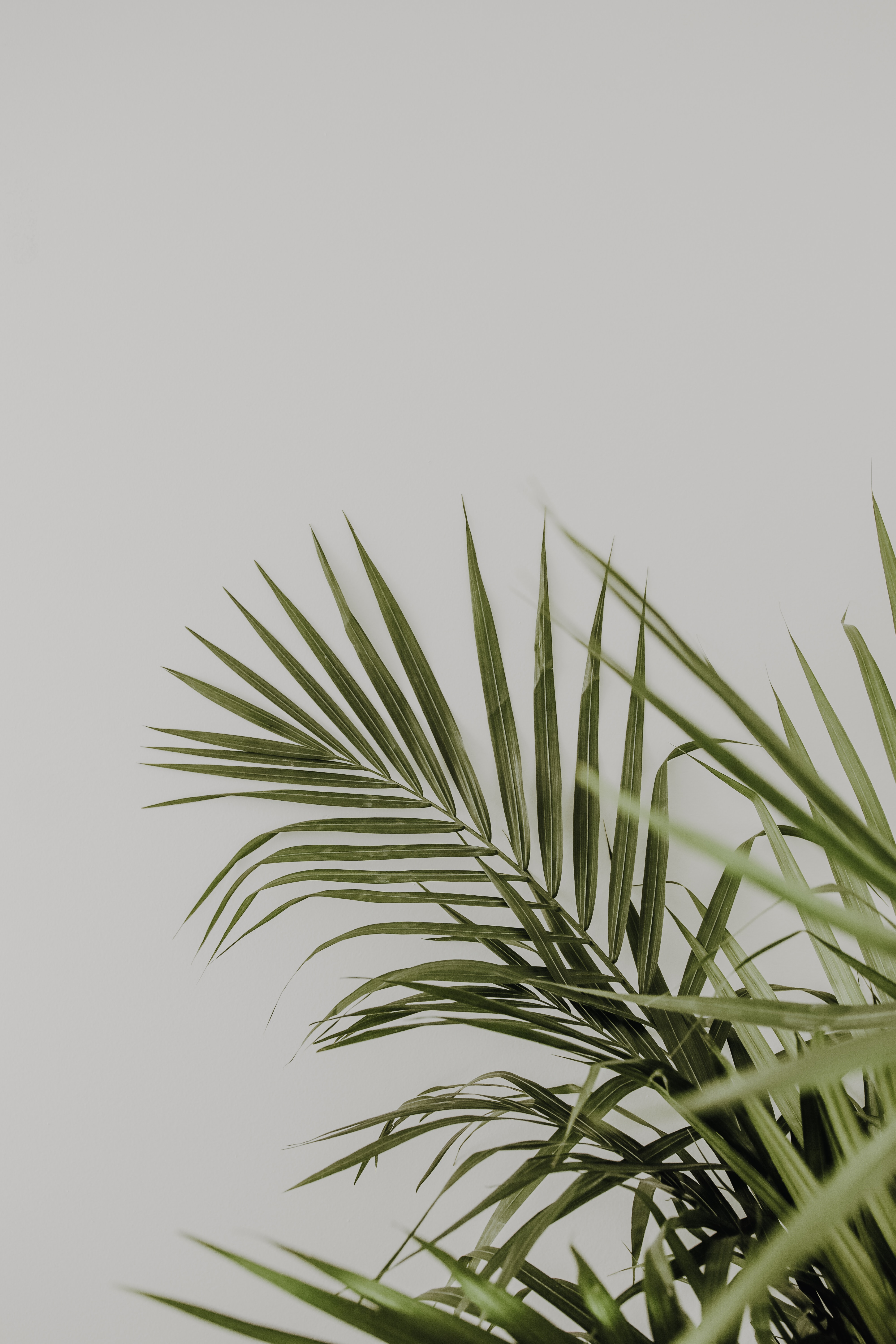 minimalism, leaves, green, plant, palm 5K