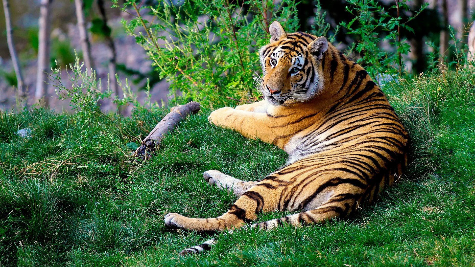 animals, grass, predator, bengal tiger phone wallpaper