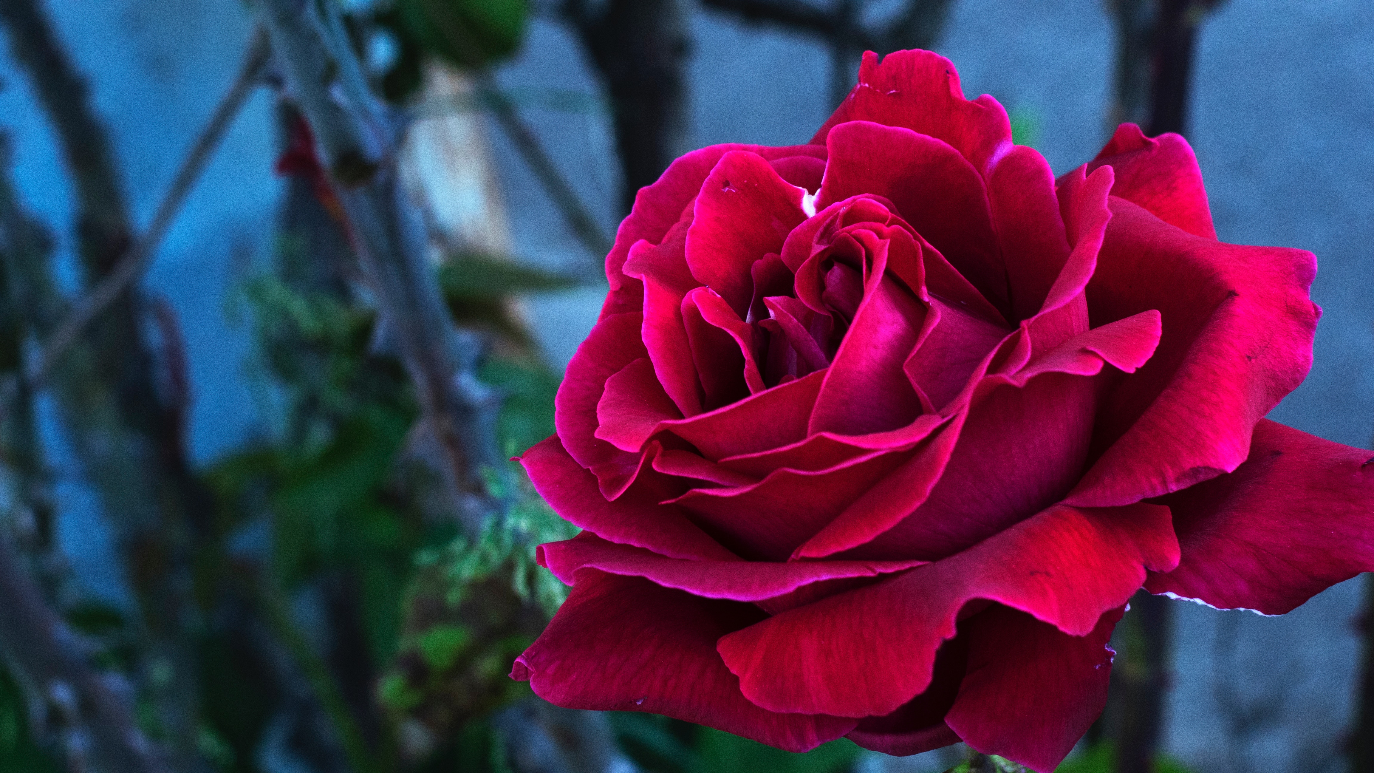 rose flower, bud, rose, flowers Square Wallpapers