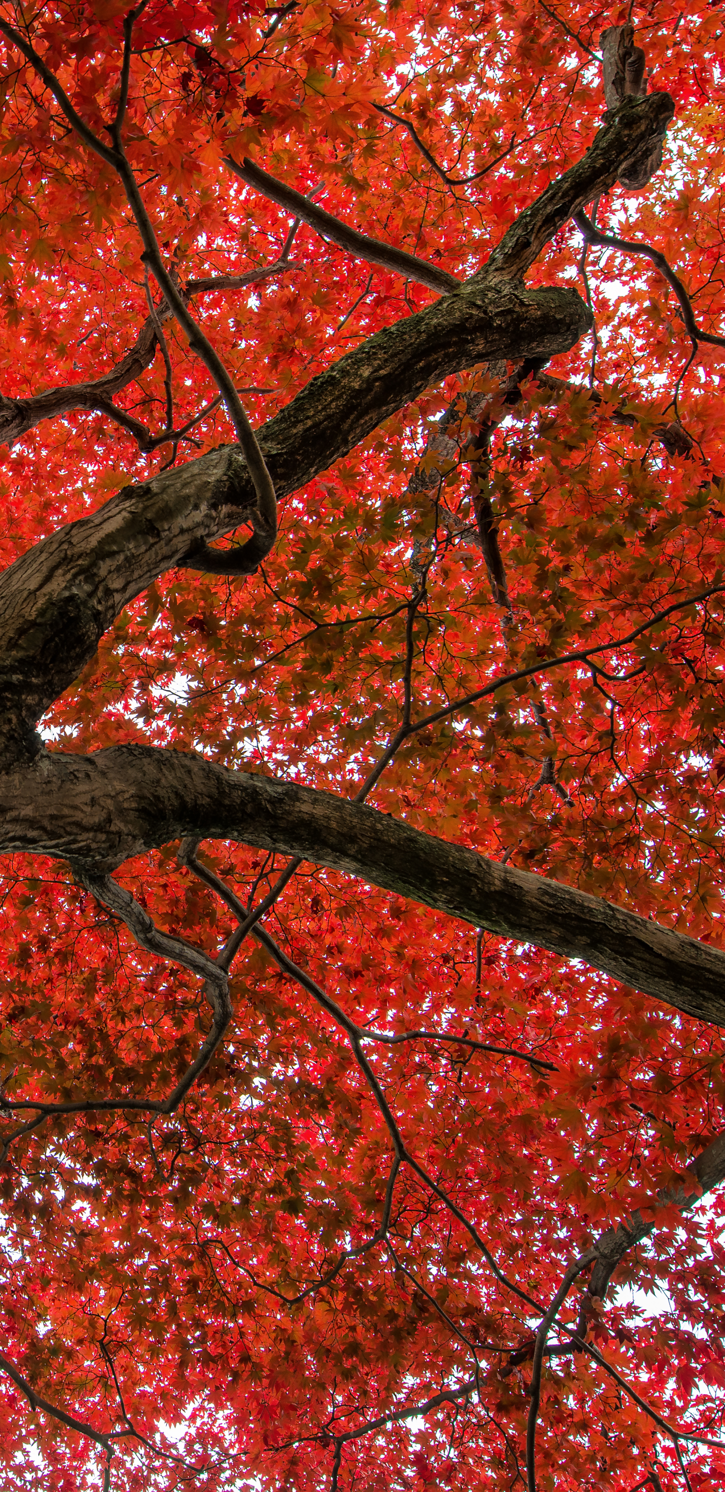 1139218 免費下載壁紙 自然, 枫树, 分支, 树枝, 落下, 秋季, 日本, 树木 屏保和圖片
