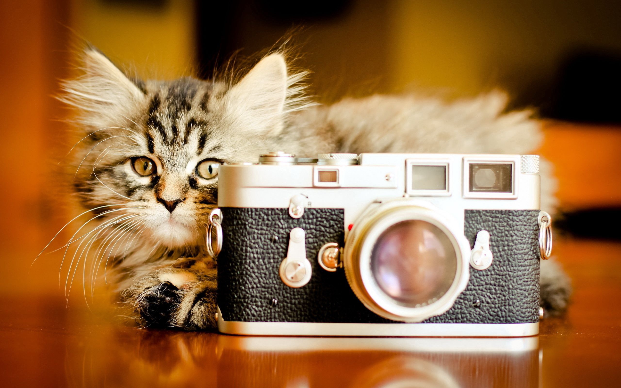 手機的152501屏保和壁紙相机。 免費下載 猫咪, 小猫, 蓬松, 动物 圖片