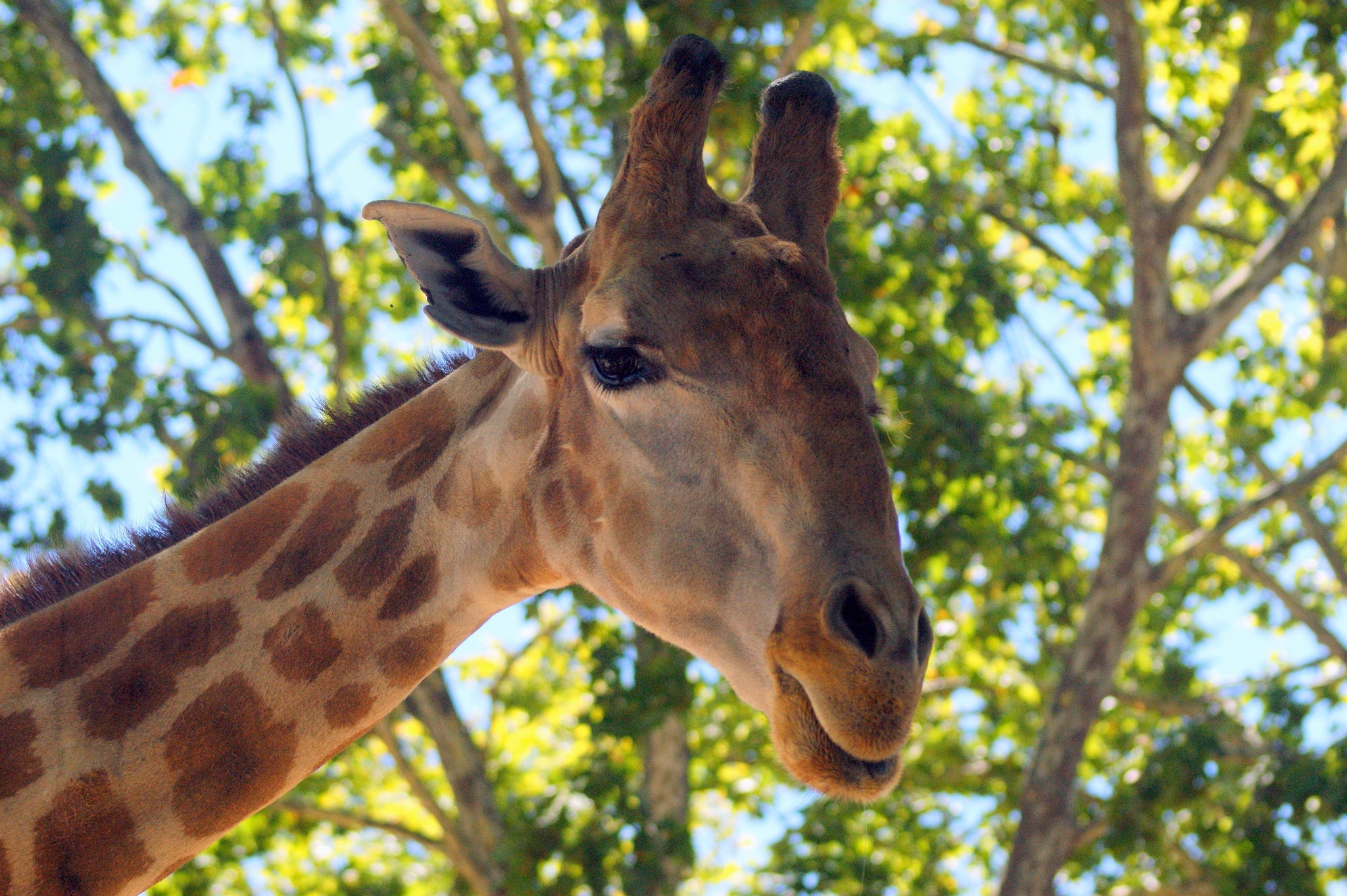60767 Bildschirmschoner und Hintergrundbilder Giraffe auf Ihrem Telefon. Laden Sie hintergrund, holz, baum, tiere Bilder kostenlos herunter