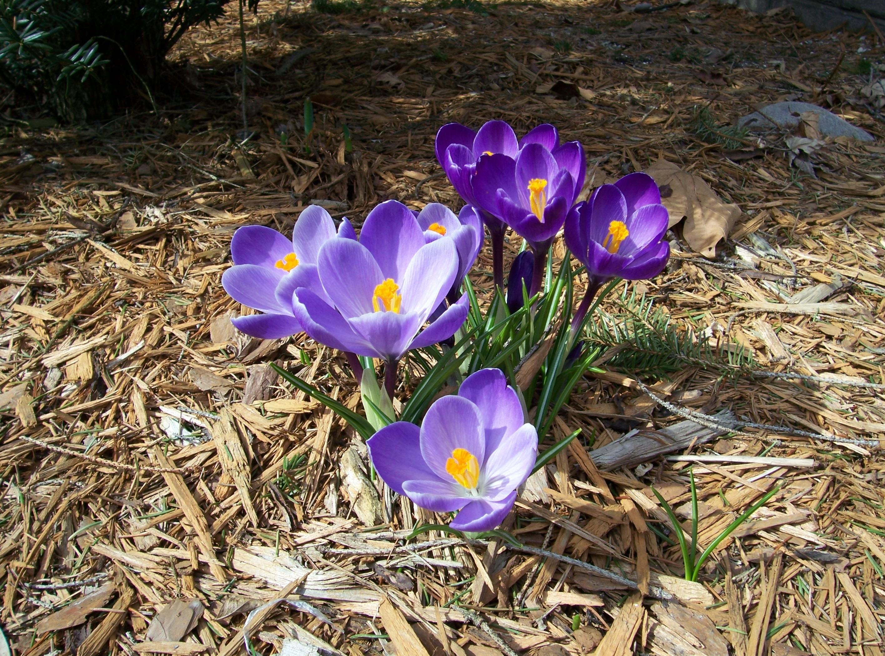 Free HD flowers, spring, sunny, primrose, crocuses