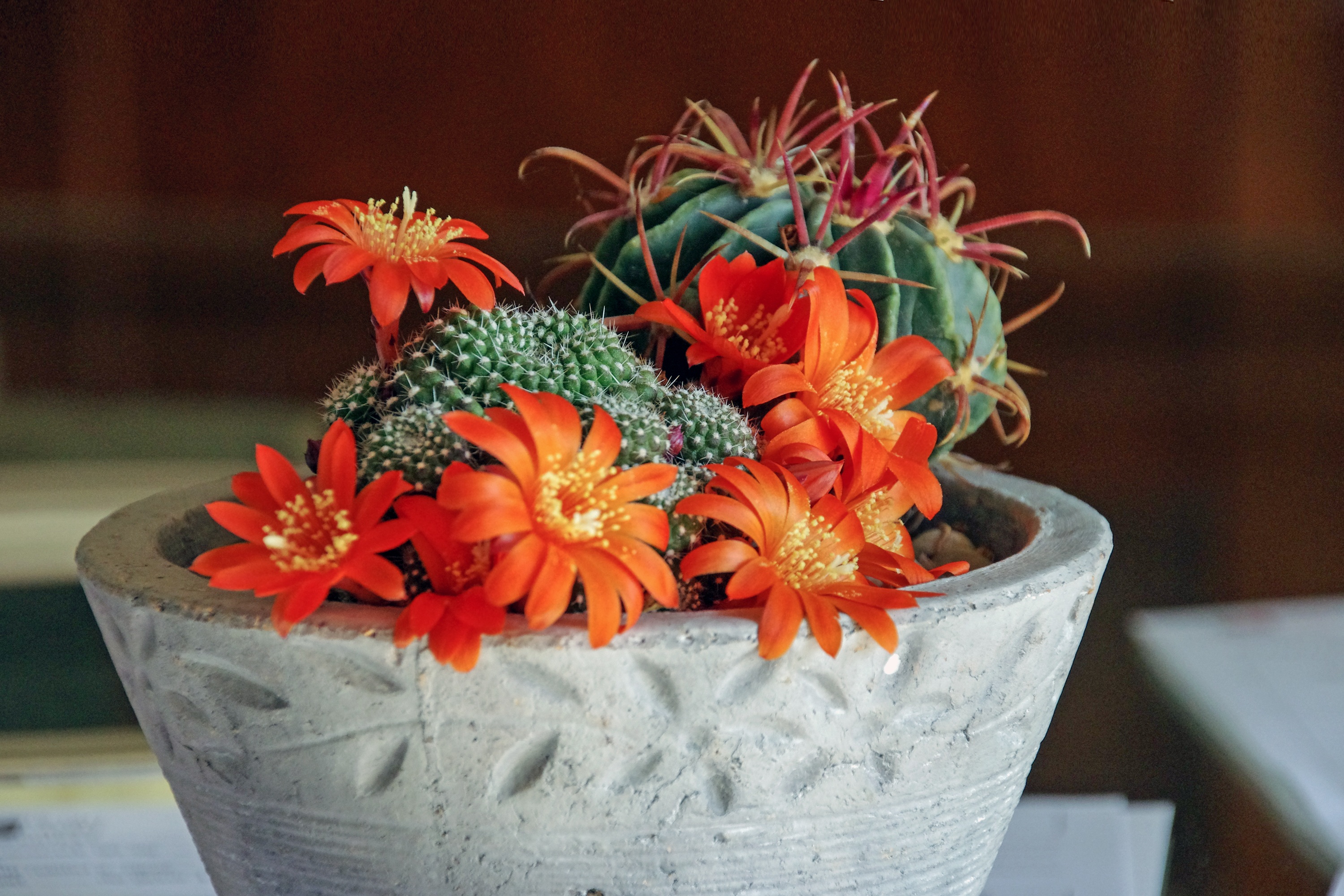 flowers, cactus, indoor plant, houseplant, succulents, mammillaria cellphone