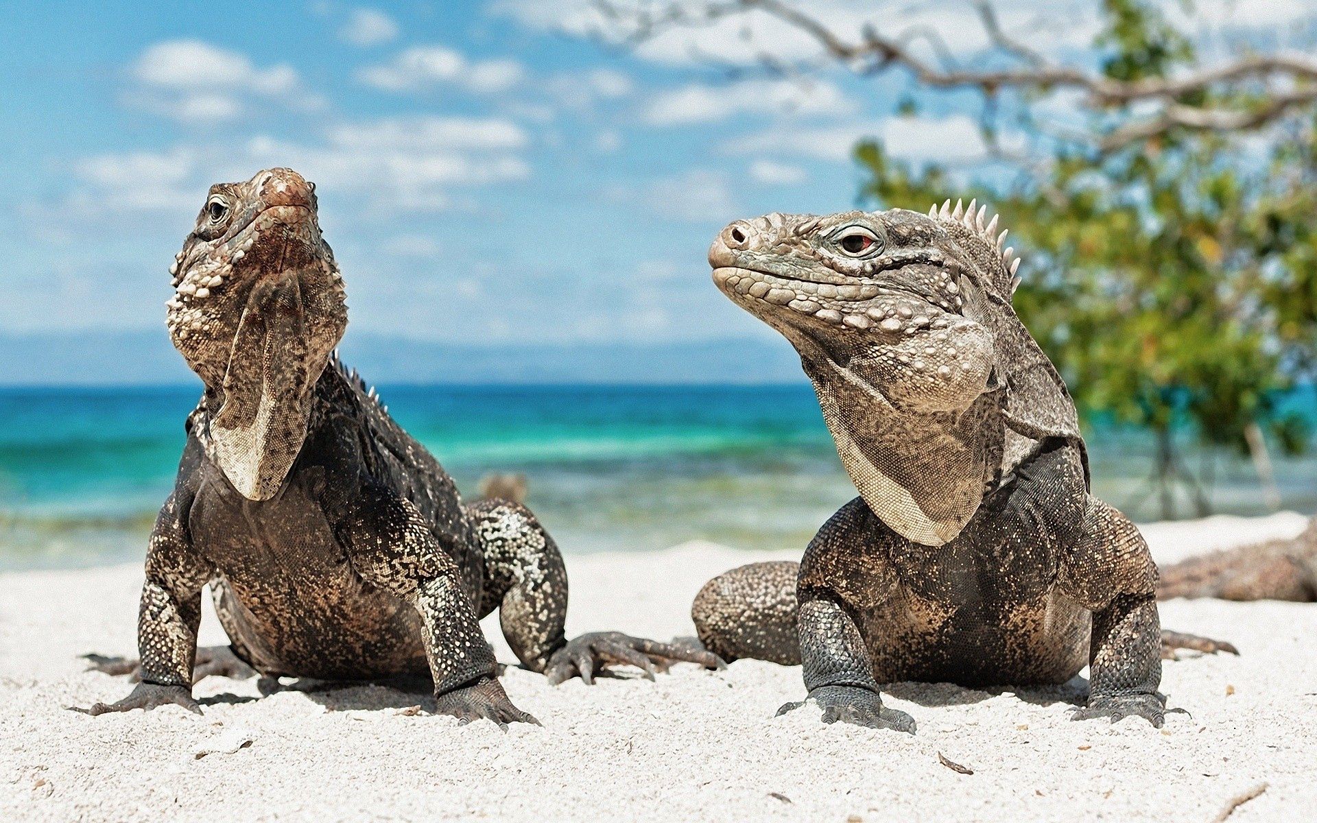 151651 Hintergrundbilder und Reptilien Bilder auf dem Desktop. Laden Sie paar, tiere, iguana, leguane Bildschirmschoner kostenlos auf den PC herunter