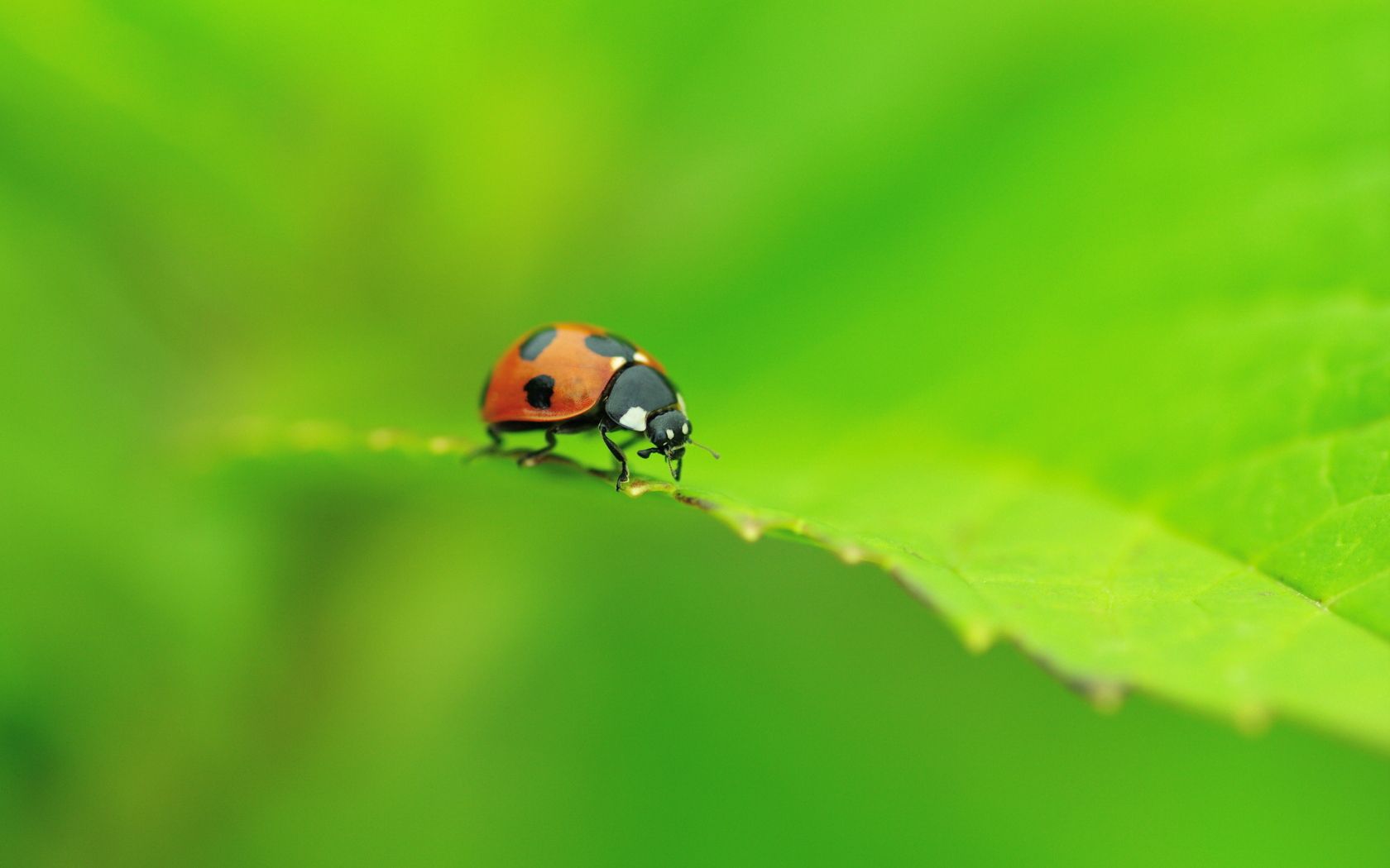 125286 Hintergrundbilder und Ladybird Bilder auf dem Desktop. Laden Sie form, kriechen, insekt, marienkäfer Bildschirmschoner kostenlos auf den PC herunter