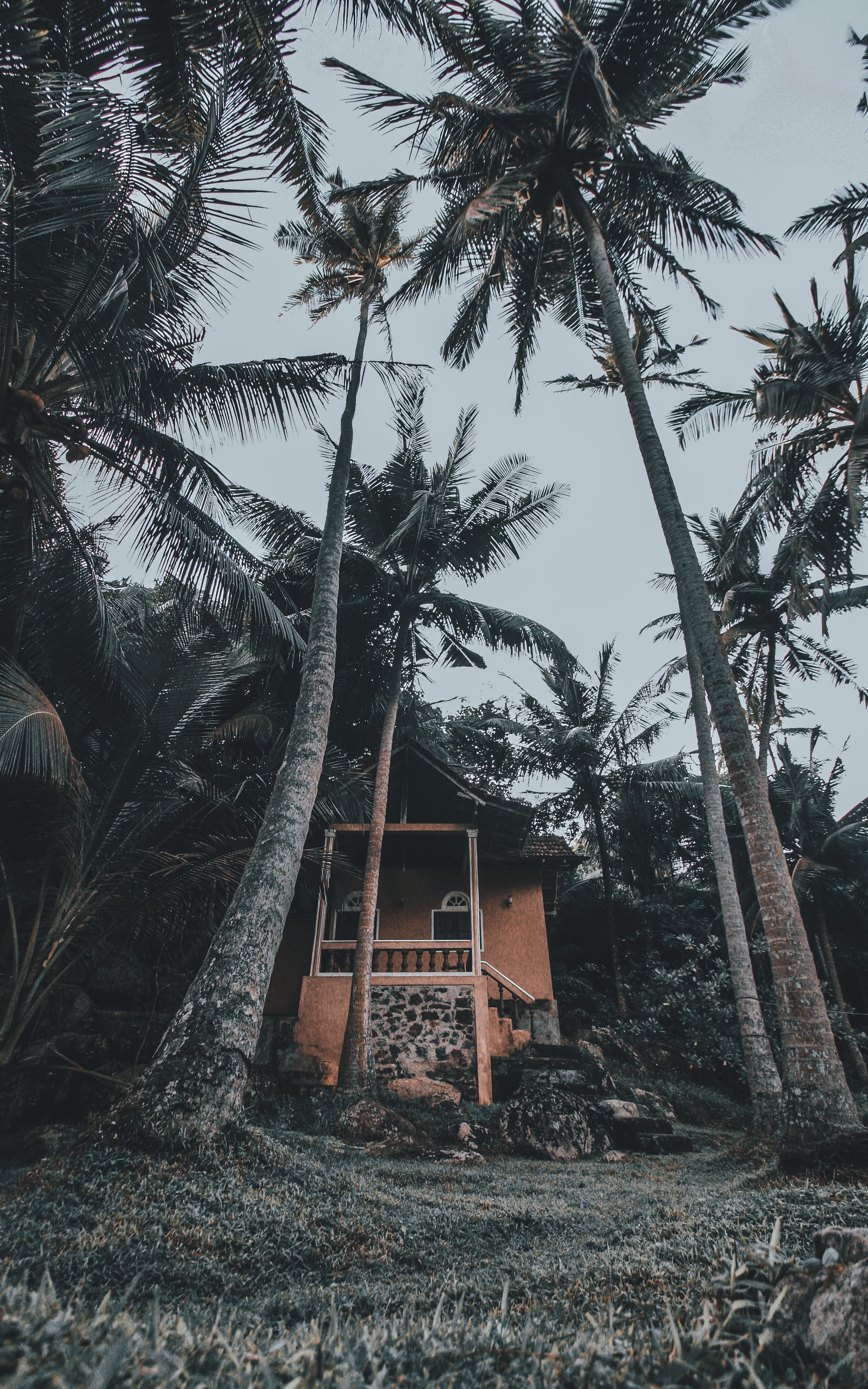 Palms house, tropics, nature 8k Backgrounds