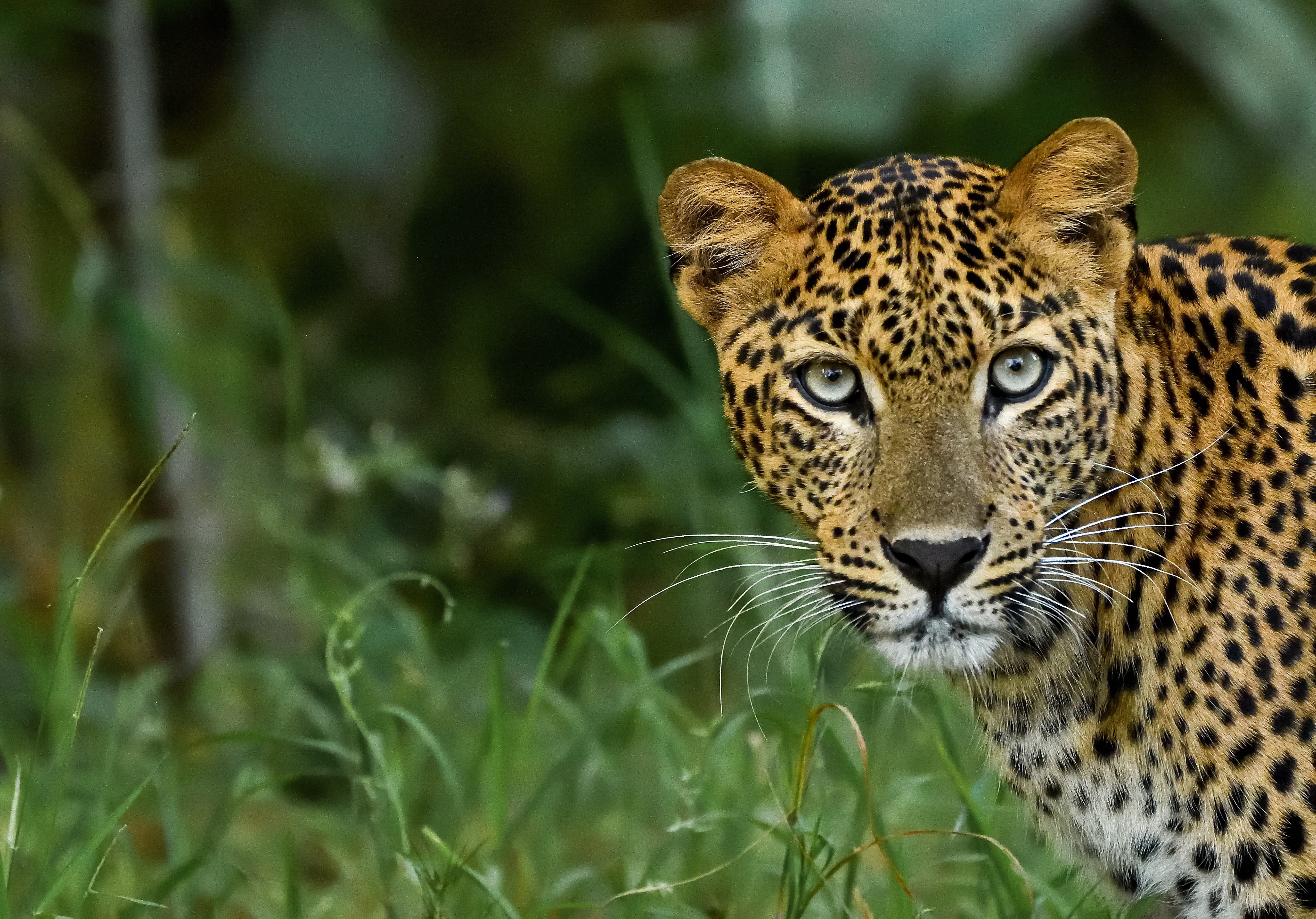 113946 скачать обои леопард, животные, пятнистый, хищник, большая кошка, взгляд - заставки и картинки бесплатно