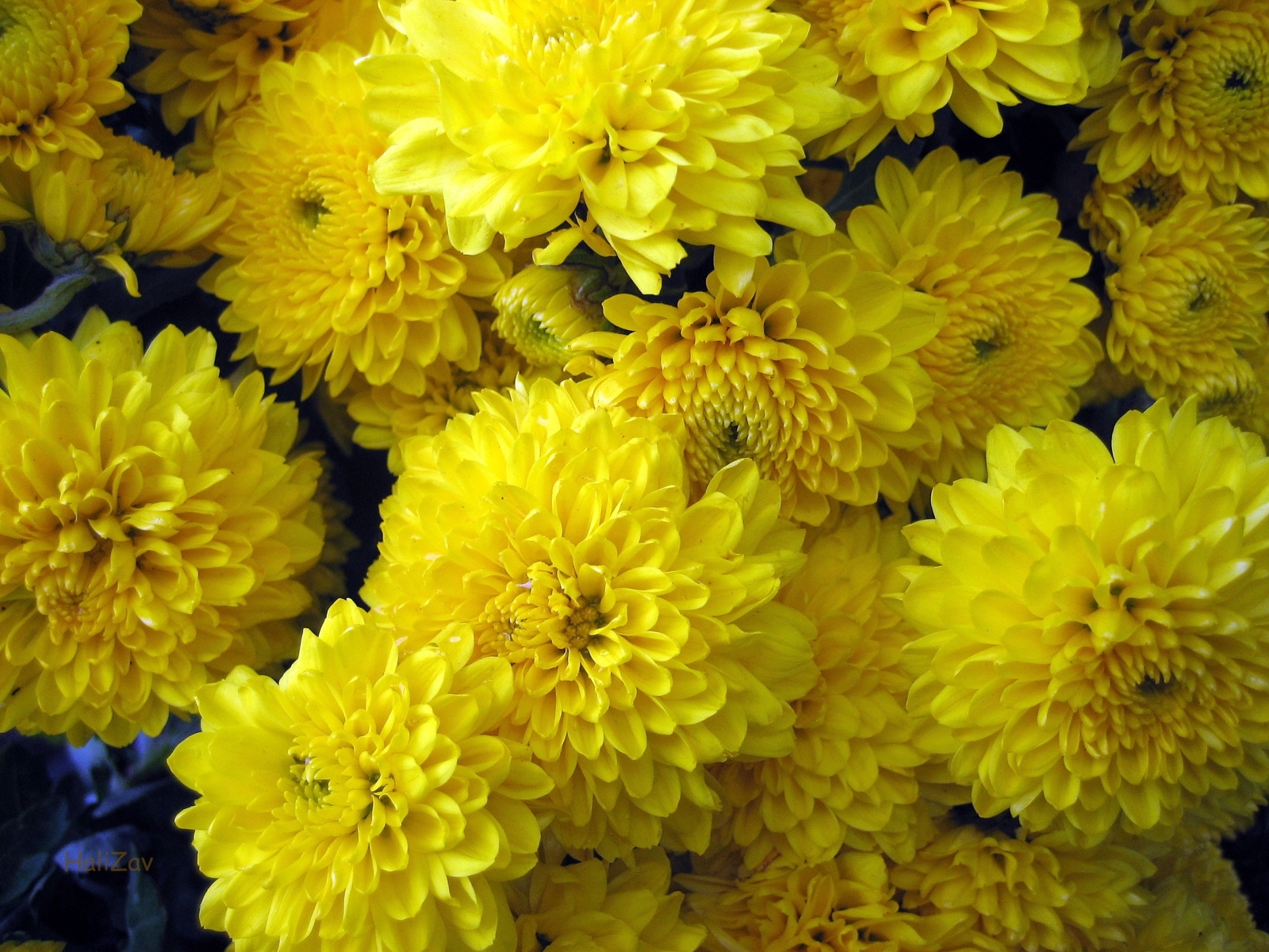 Die besten Chrysantheme-Hintergründe für den Telefonbildschirm
