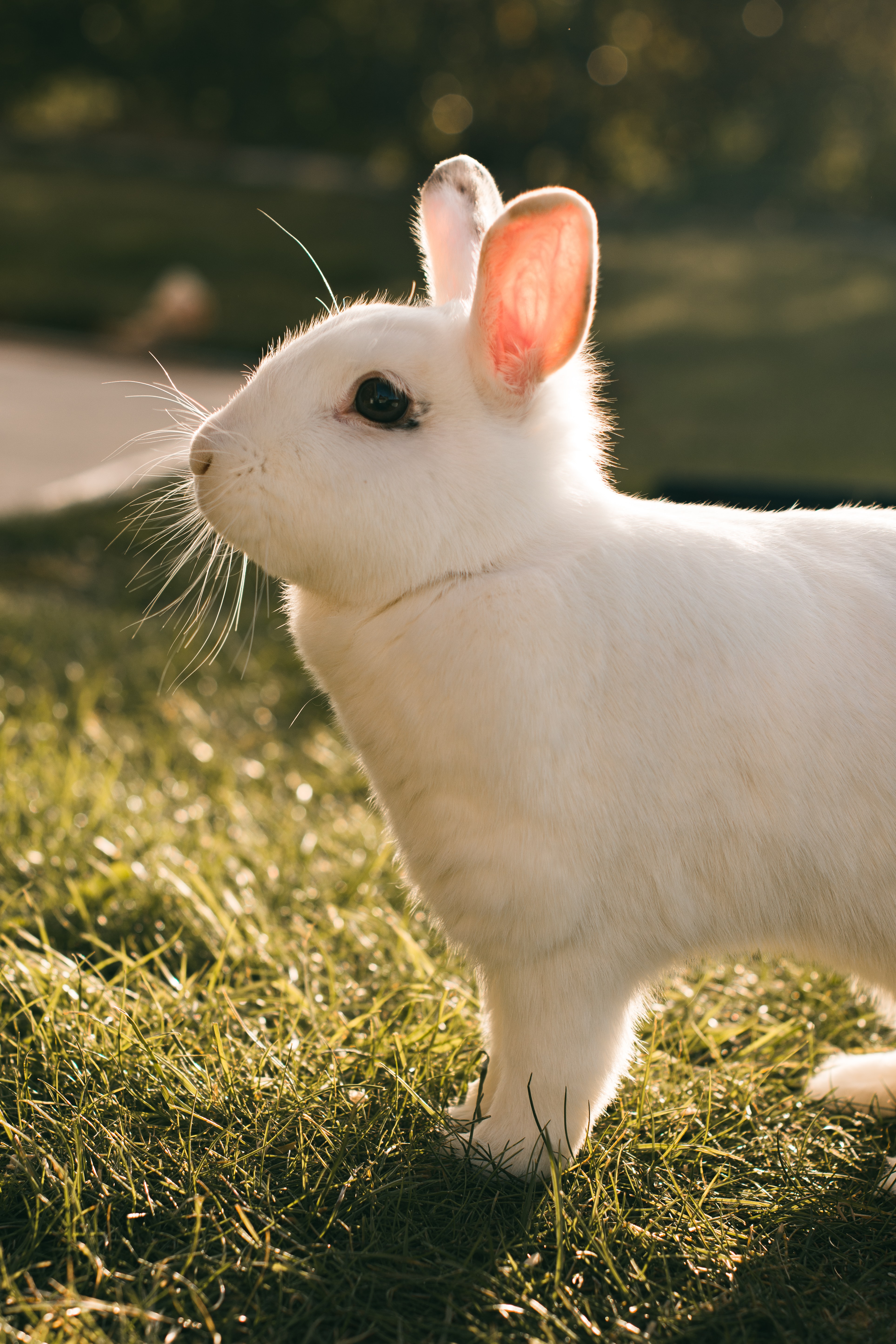 93985 Hintergrundbilder und Kaninchen Bilder auf dem Desktop. Laden Sie kaninchen, tiere, weiß, profil, hase Bildschirmschoner kostenlos auf den PC herunter