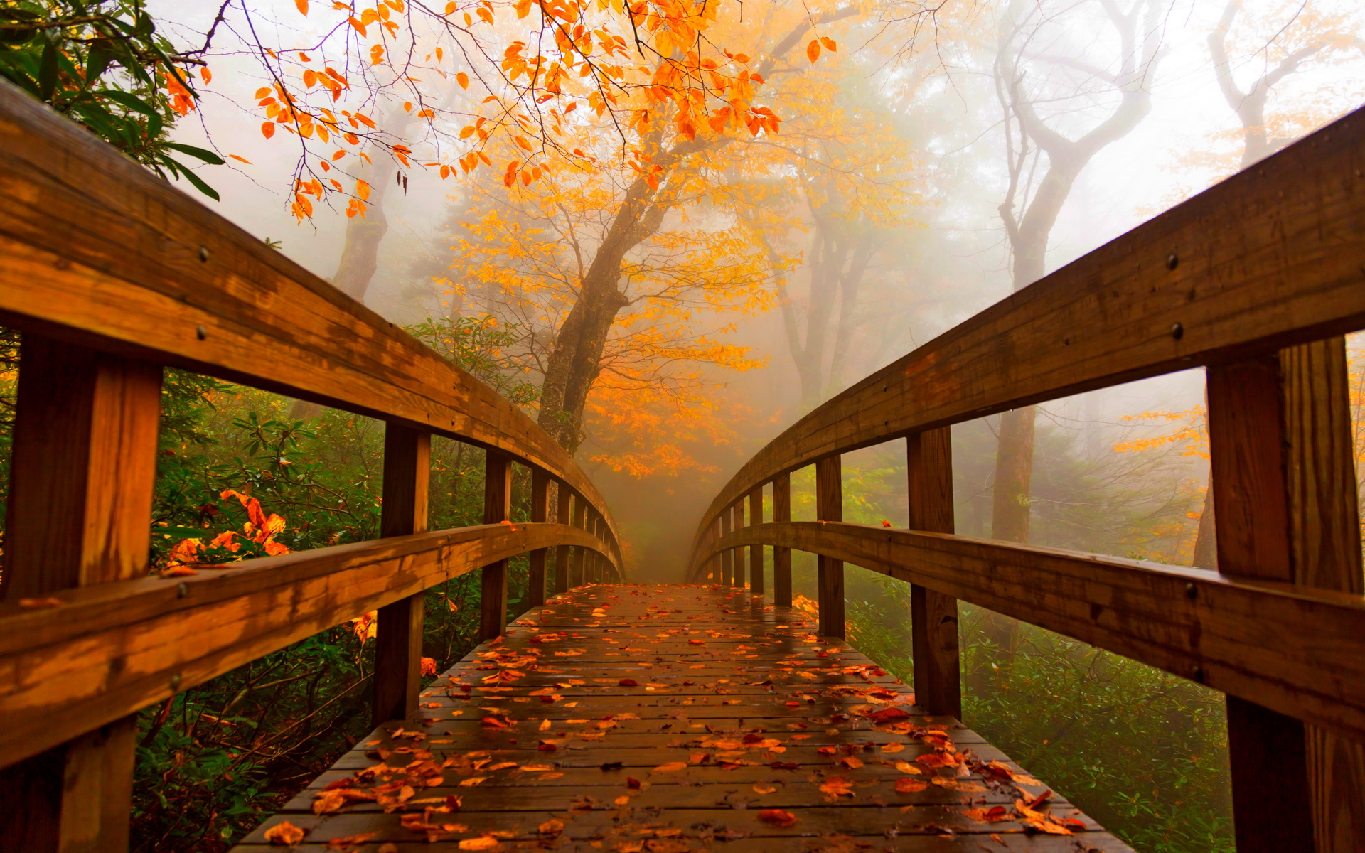 Осень парк мостик