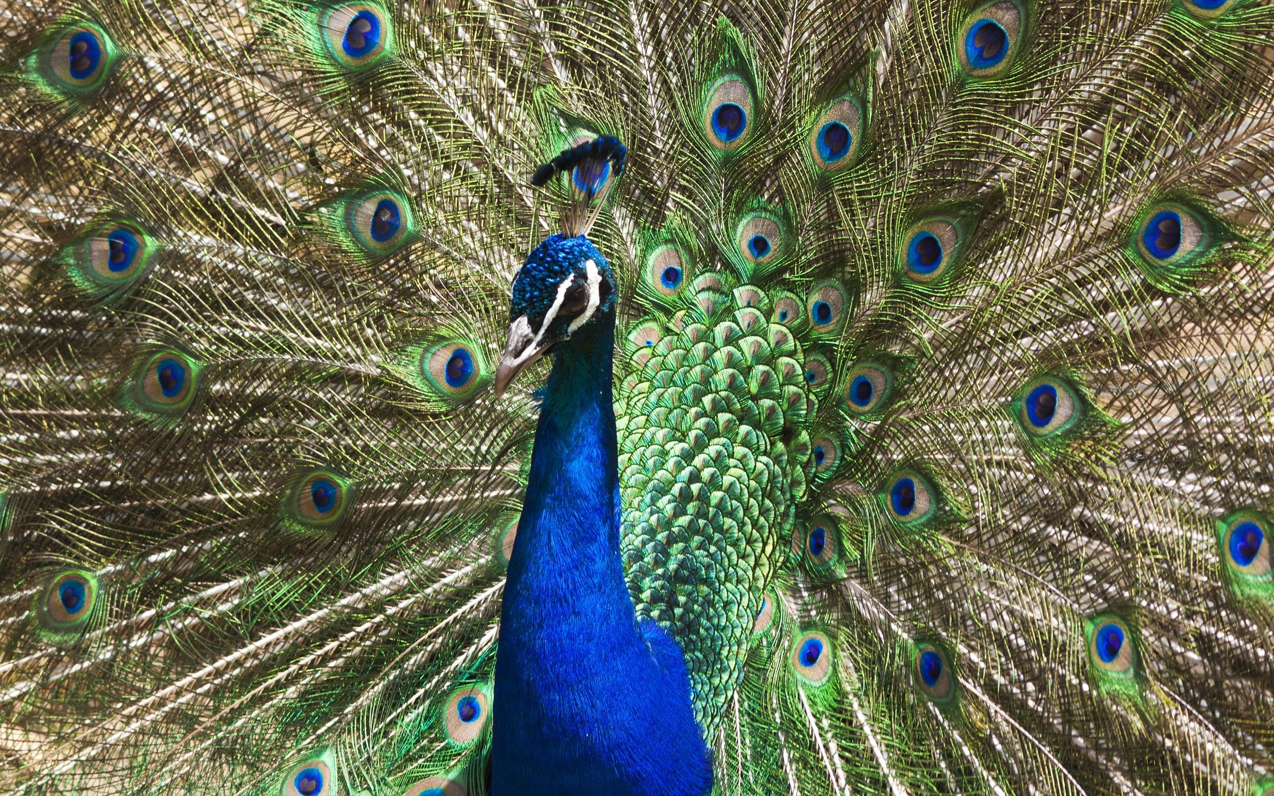 patterns, peacock, animals, bird, tail Smartphone Background