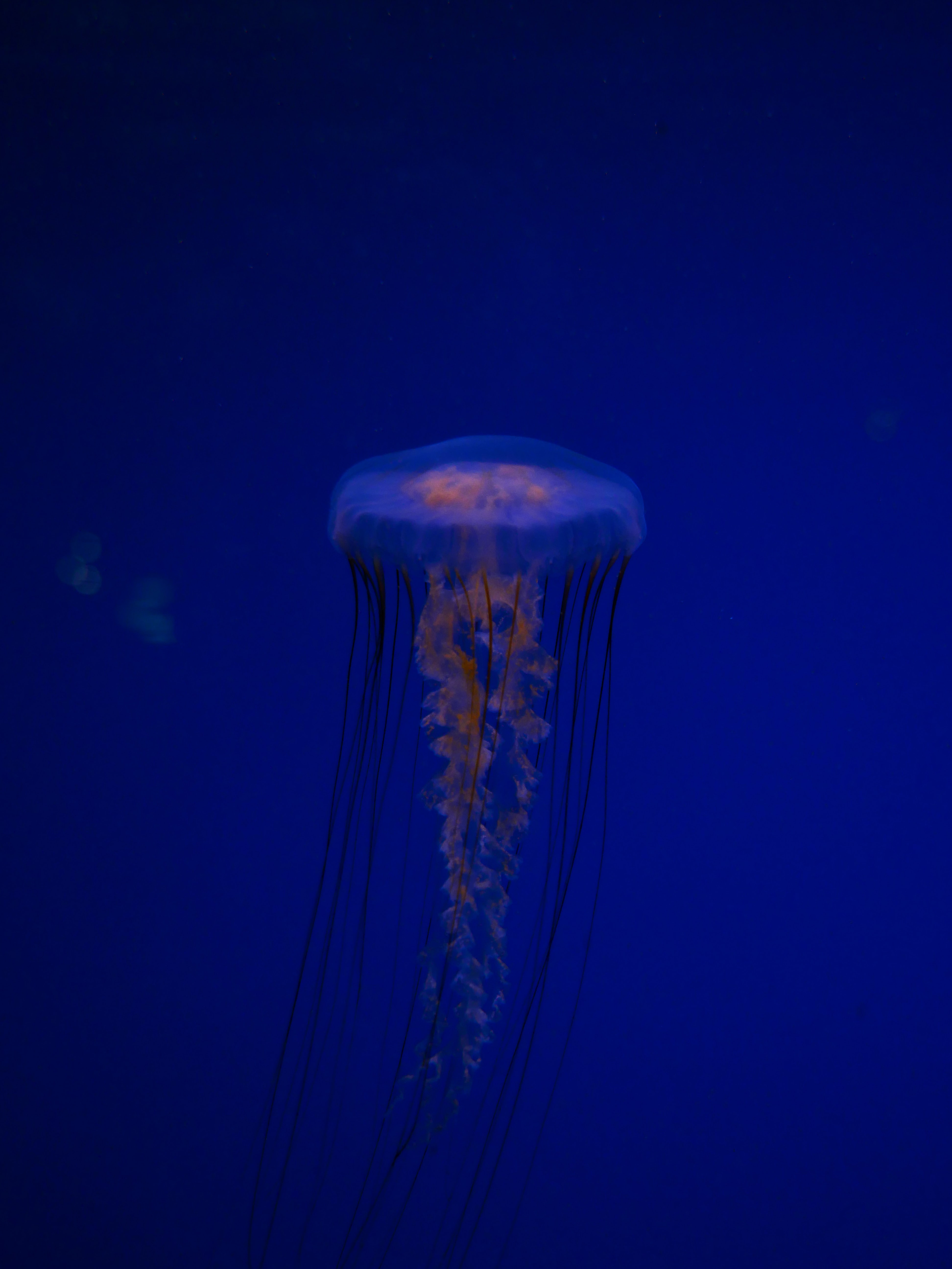 blue, jellyfish, being, under water Panoramic Wallpapers
