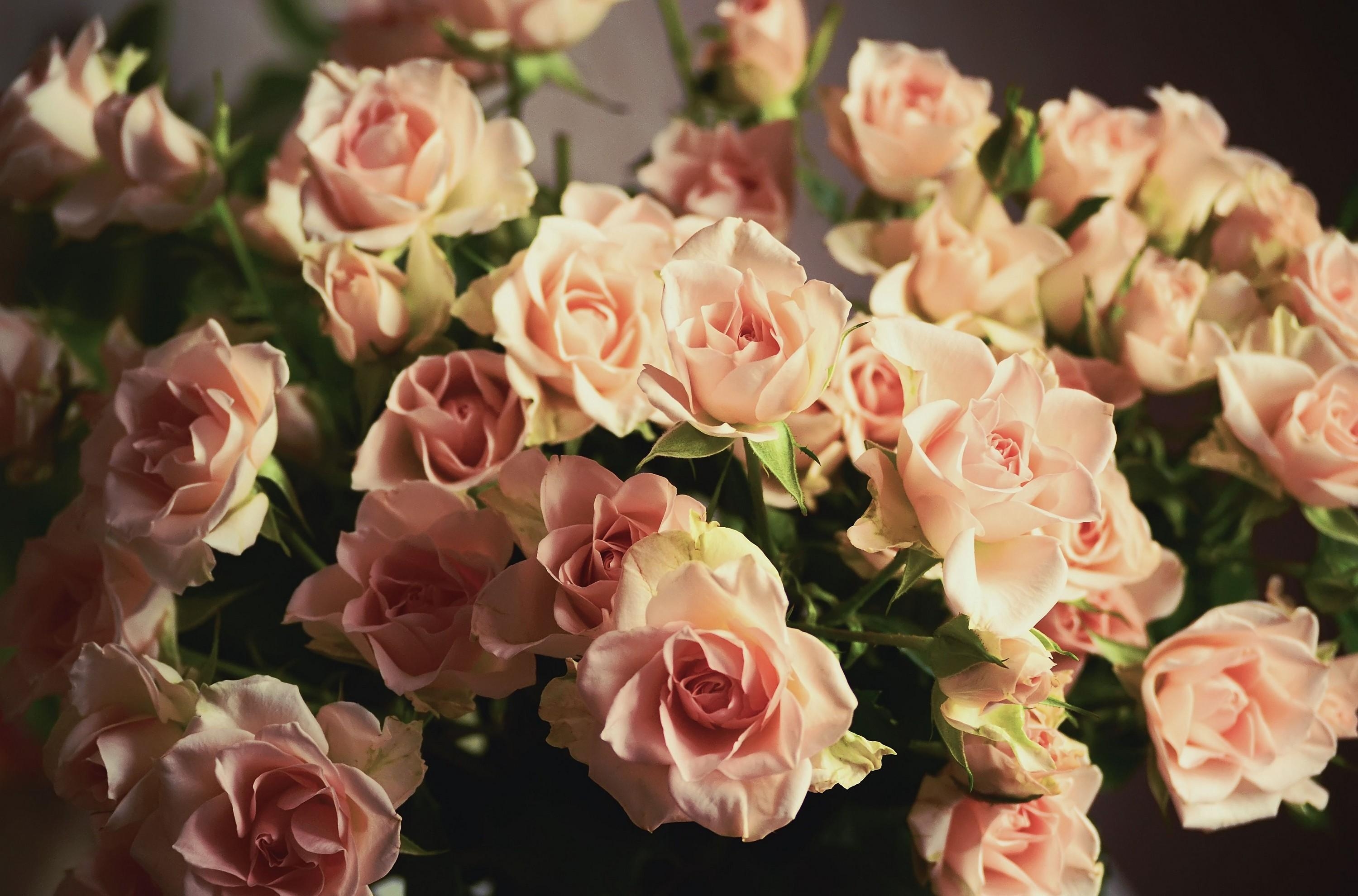flowers, sharpness, roses, bouquet Panoramic Wallpapers