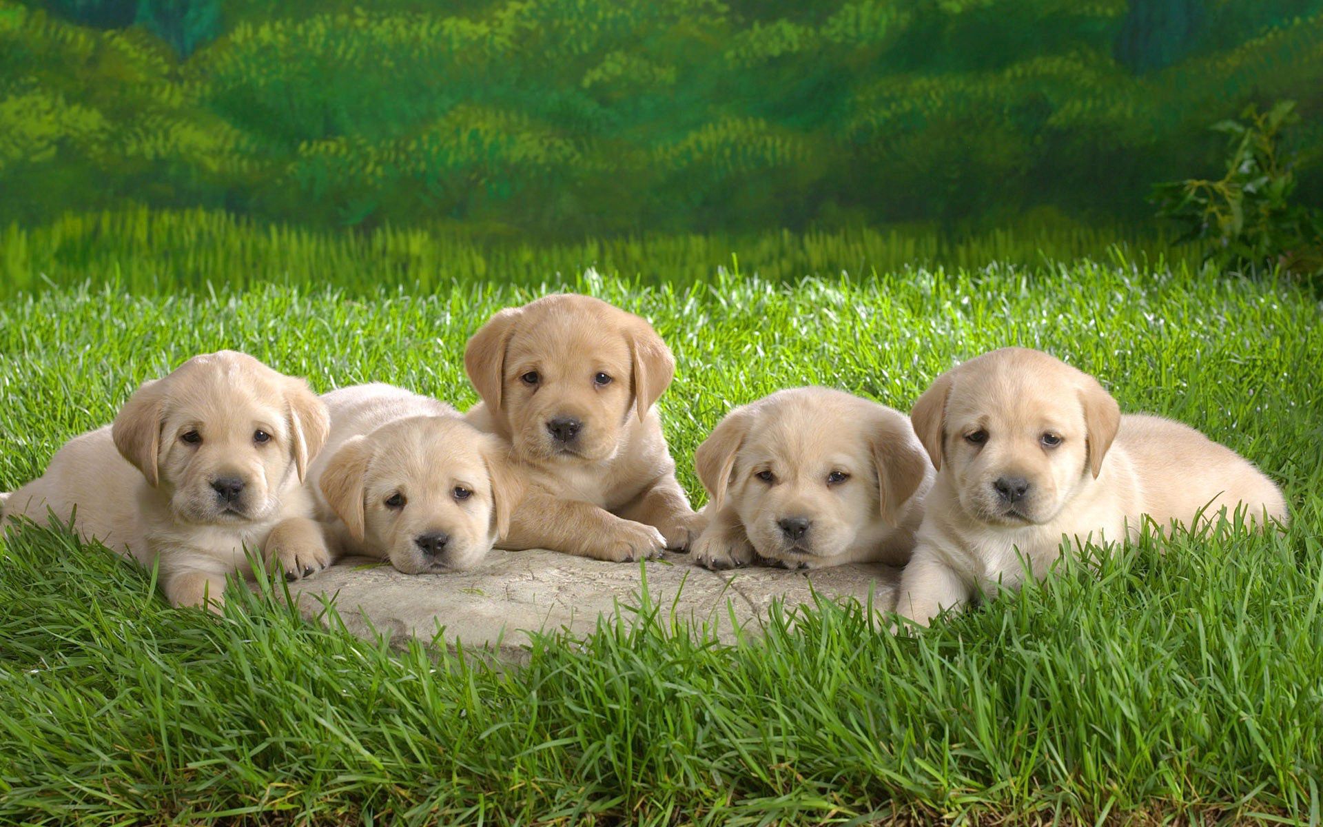 60878：動物, ドッグ, 草, 子犬, ラブラドールデスクトップの壁紙を無料でダウンロード