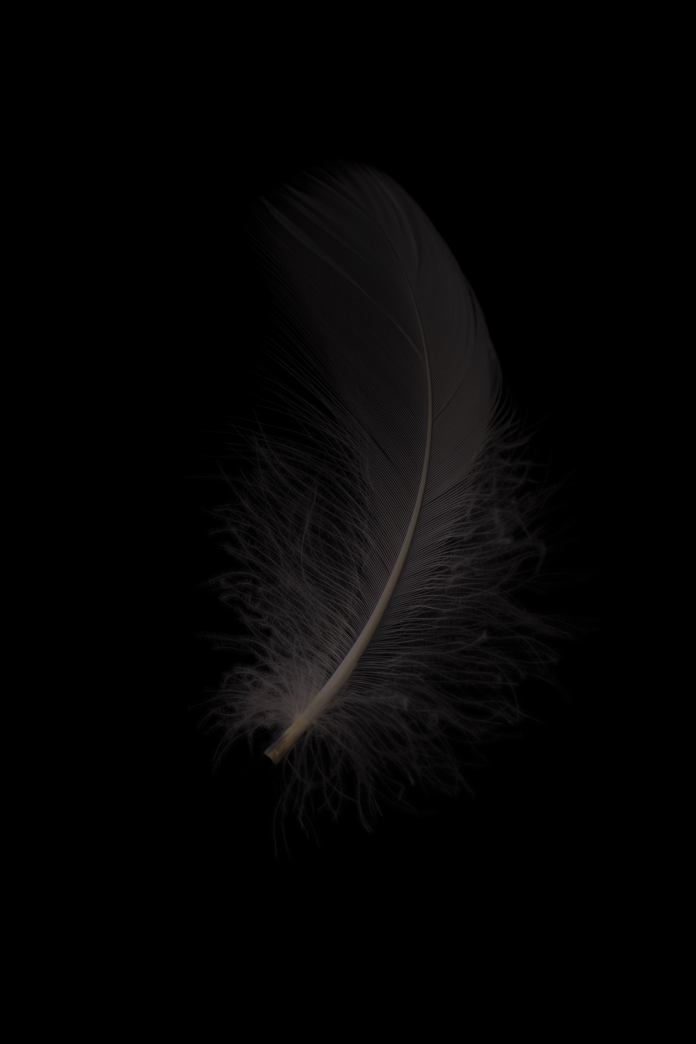 152164 Screensavers and Wallpapers Pen for phone. Download feather, macro, grey, bw, chb, pen pictures for free