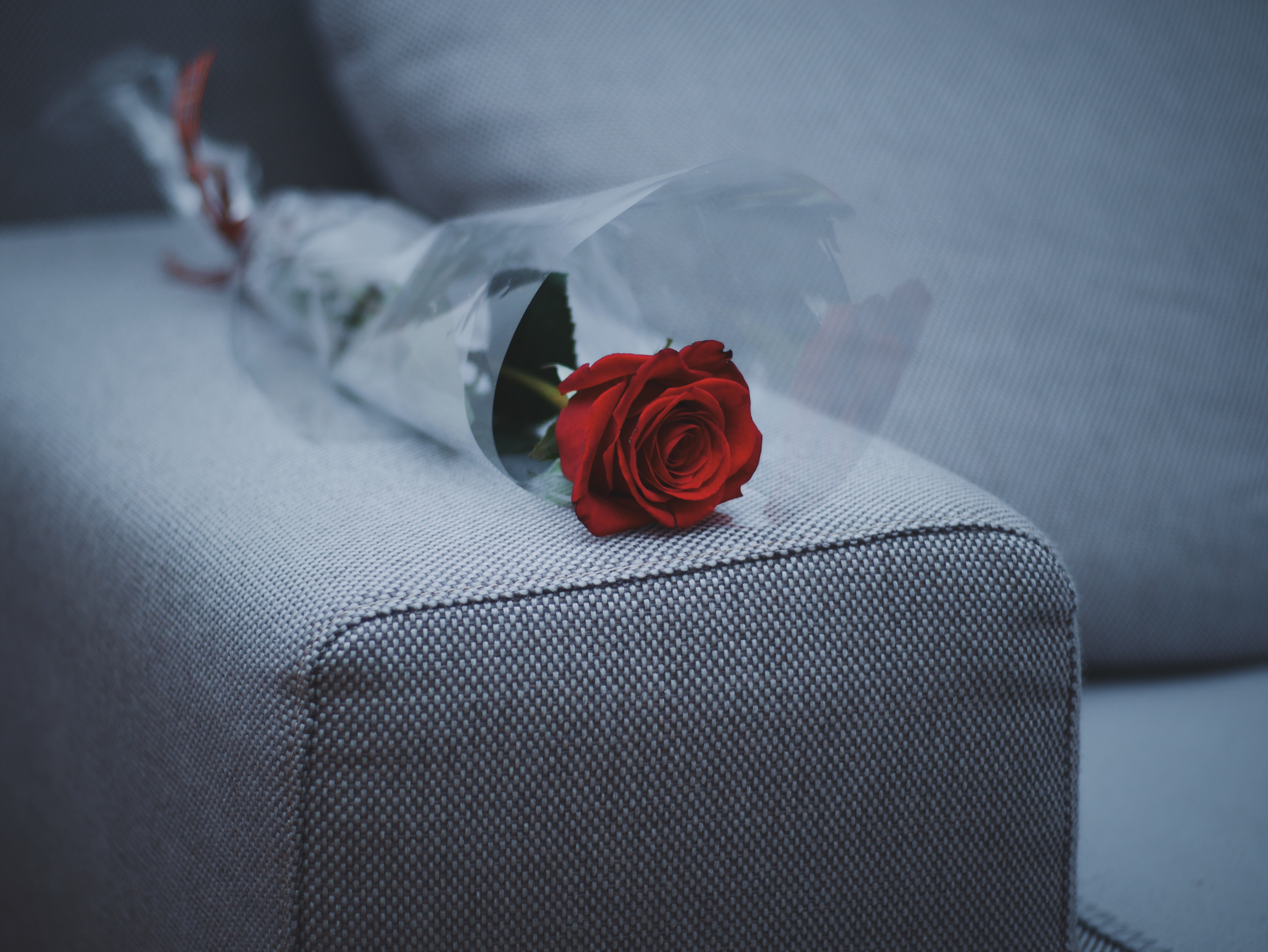 Laden Sie das Blumen, Rose, Sofa, Möbel-Bild kostenlos auf Ihren PC-Desktop herunter