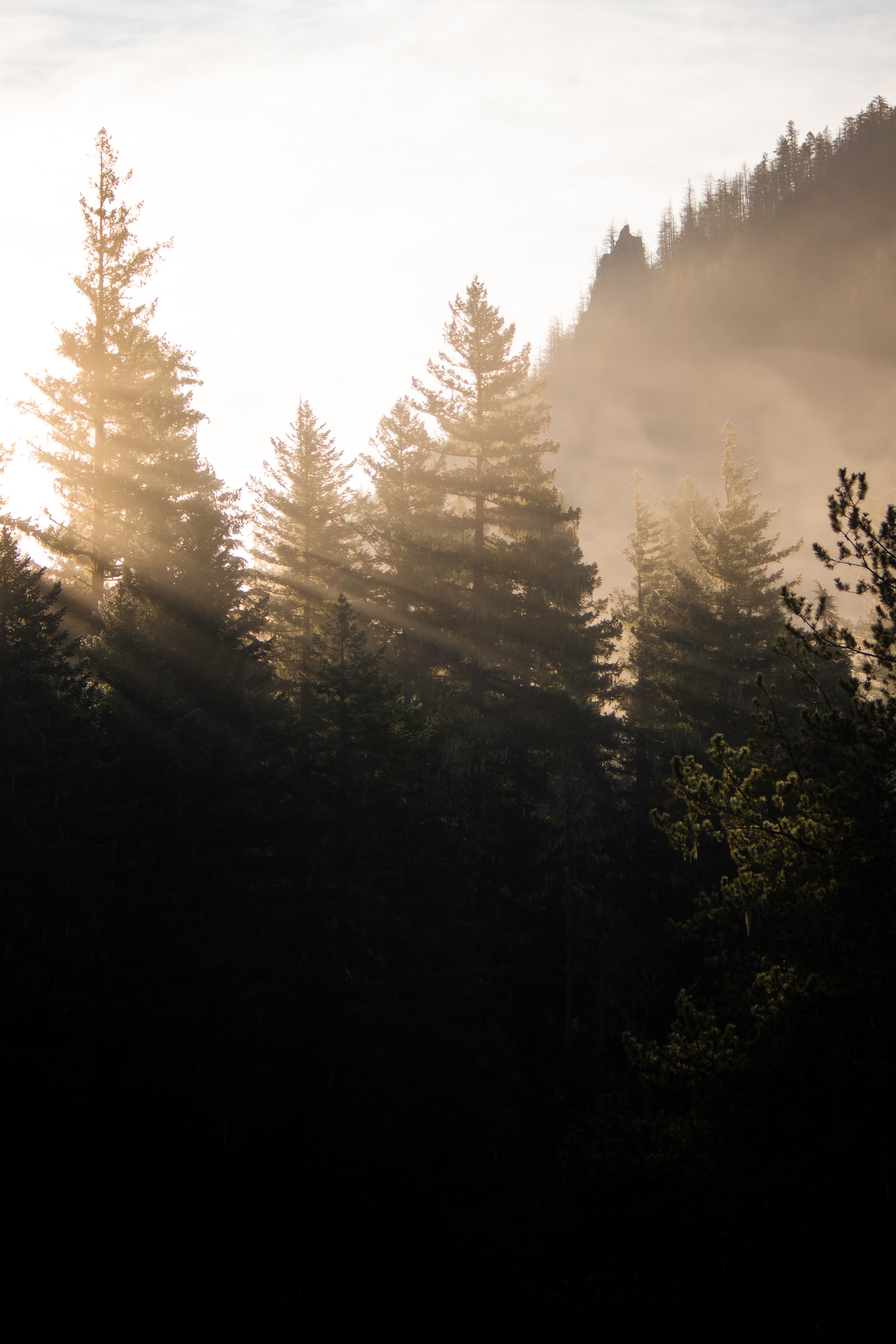 83537 Bild herunterladen natur, bäume, wald, nebel, morgen, sonnenlicht - Hintergrundbilder und Bildschirmschoner kostenlos