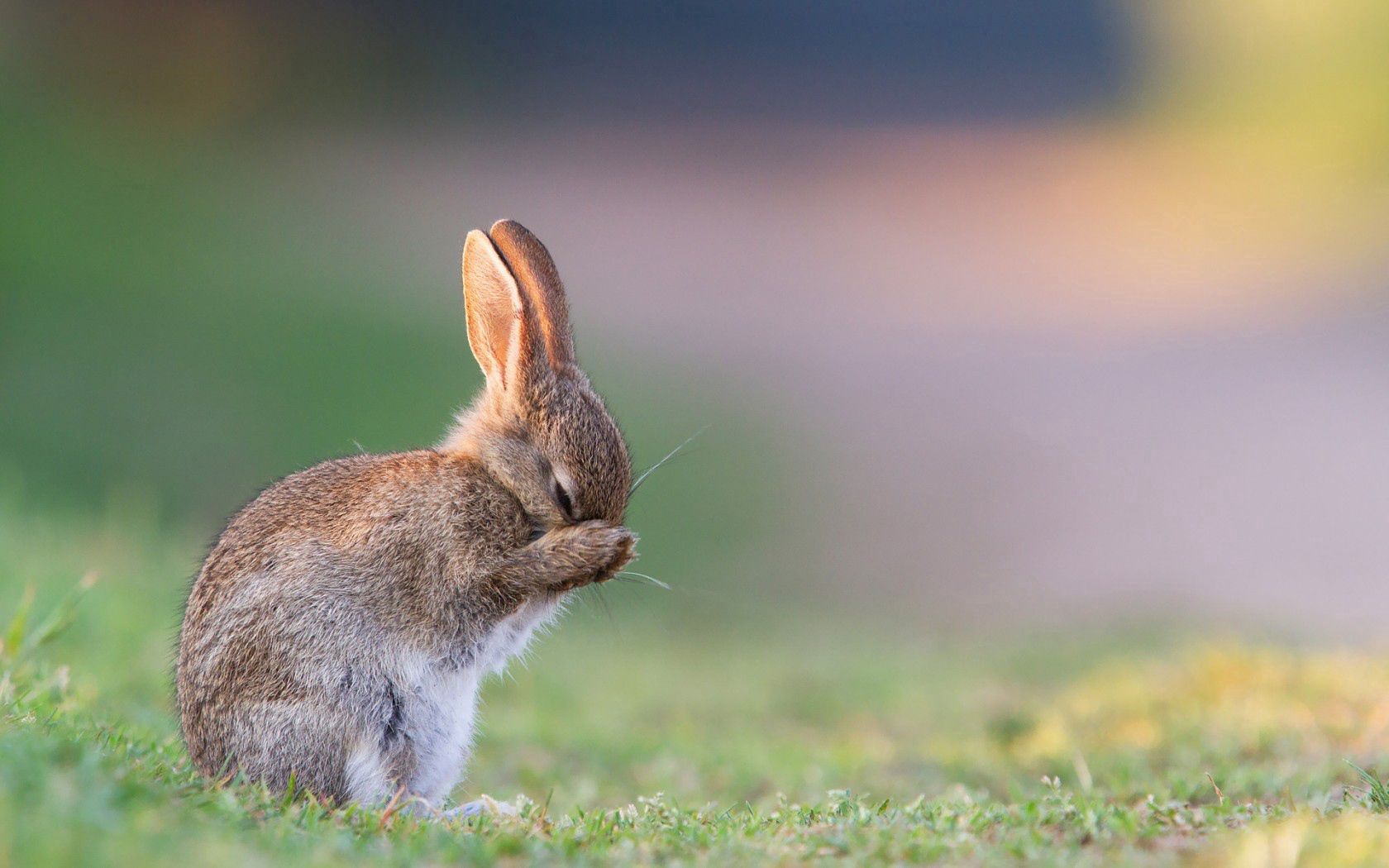 148026 Screensavers and Wallpapers Rabbit for phone. Download animals, grass, sadness, fear, rabbit, hare, sorrow pictures for free