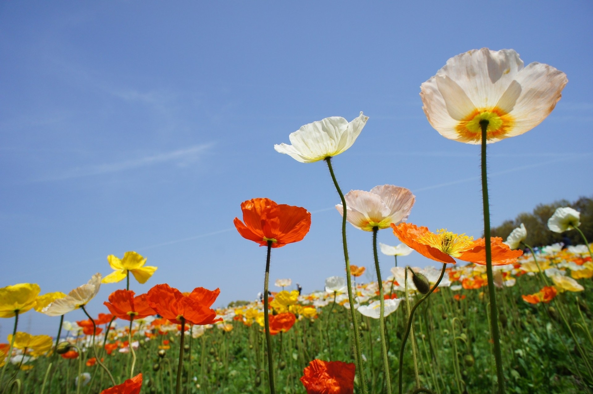 nature, flowers, sky, poppies, field, different download HD wallpaper