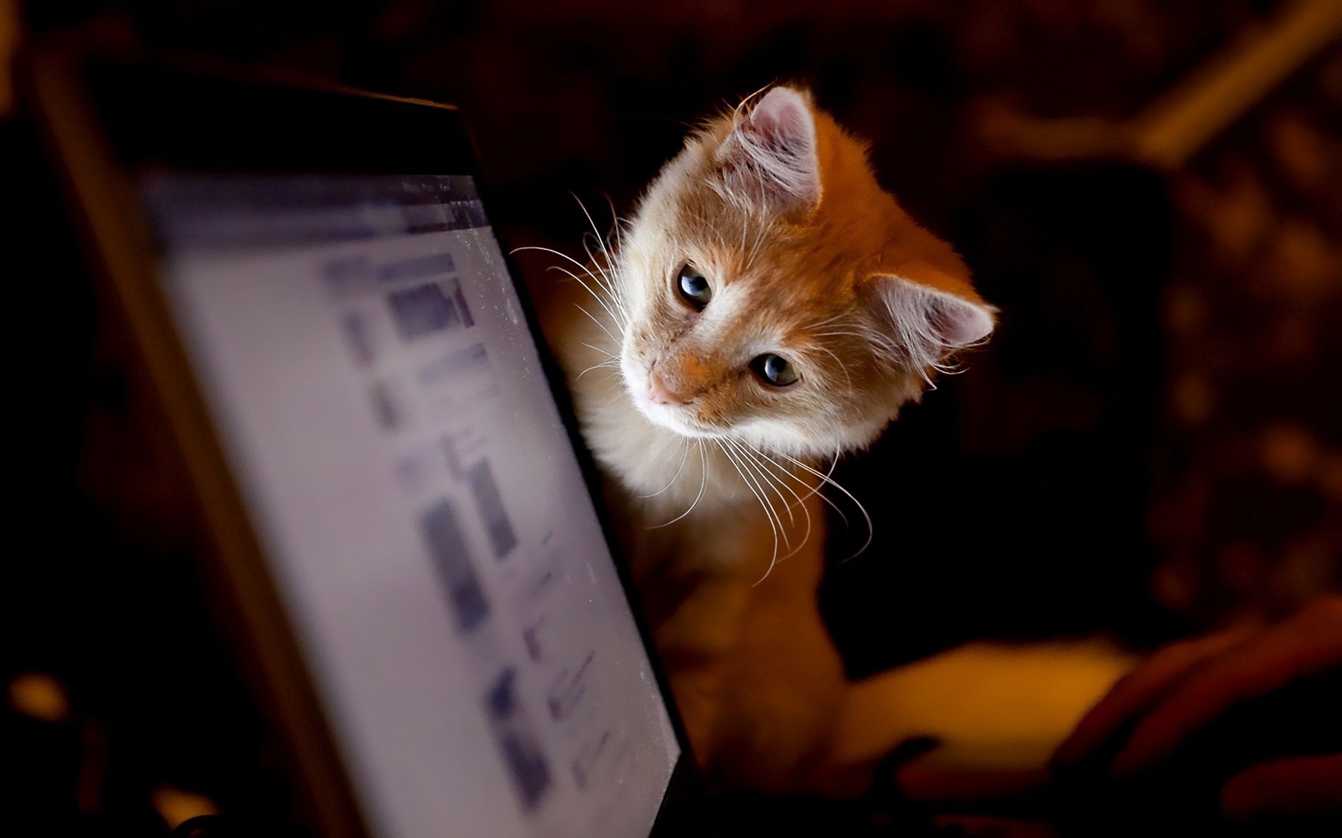 70827 descargar fondo de pantalla gatito, animales, un ordenador, ordenador, curiosidad: protectores de pantalla e imágenes gratis