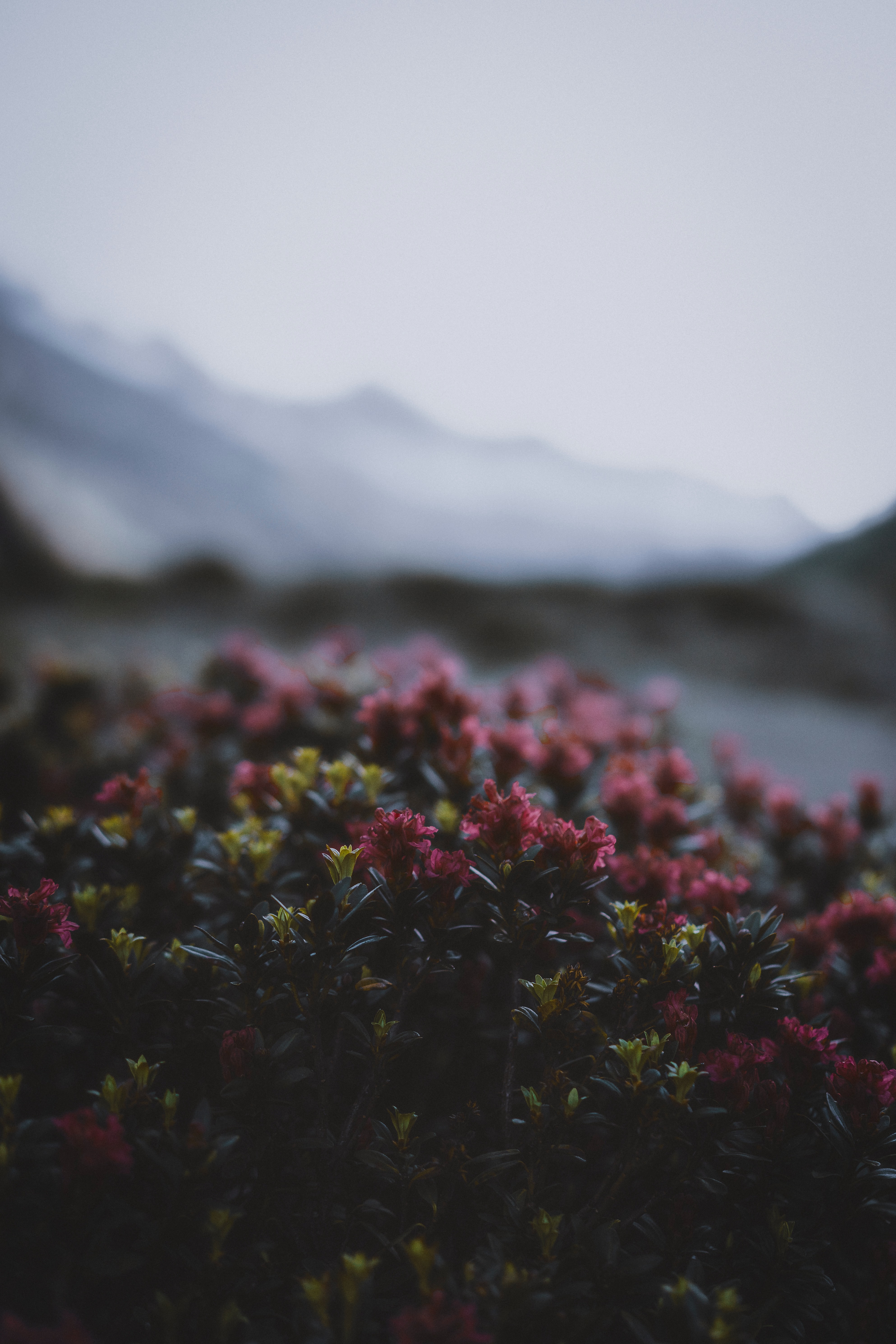 flowering, flowers, leaves, twilight, bush, bloom, dusk Smartphone Background