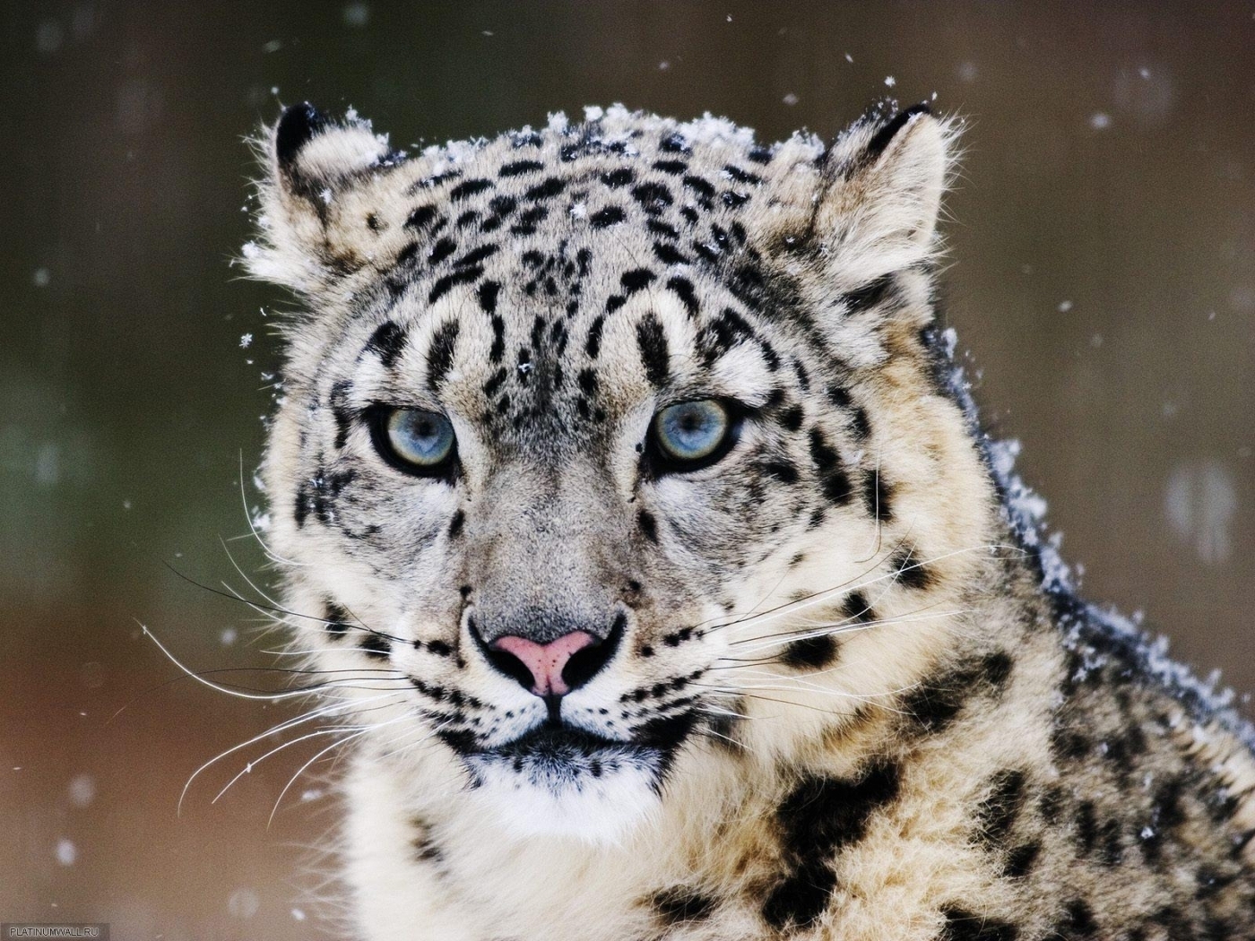 27421 Hintergrundbild herunterladen tiere, schneeleopard, grau - Bildschirmschoner und Bilder kostenlos