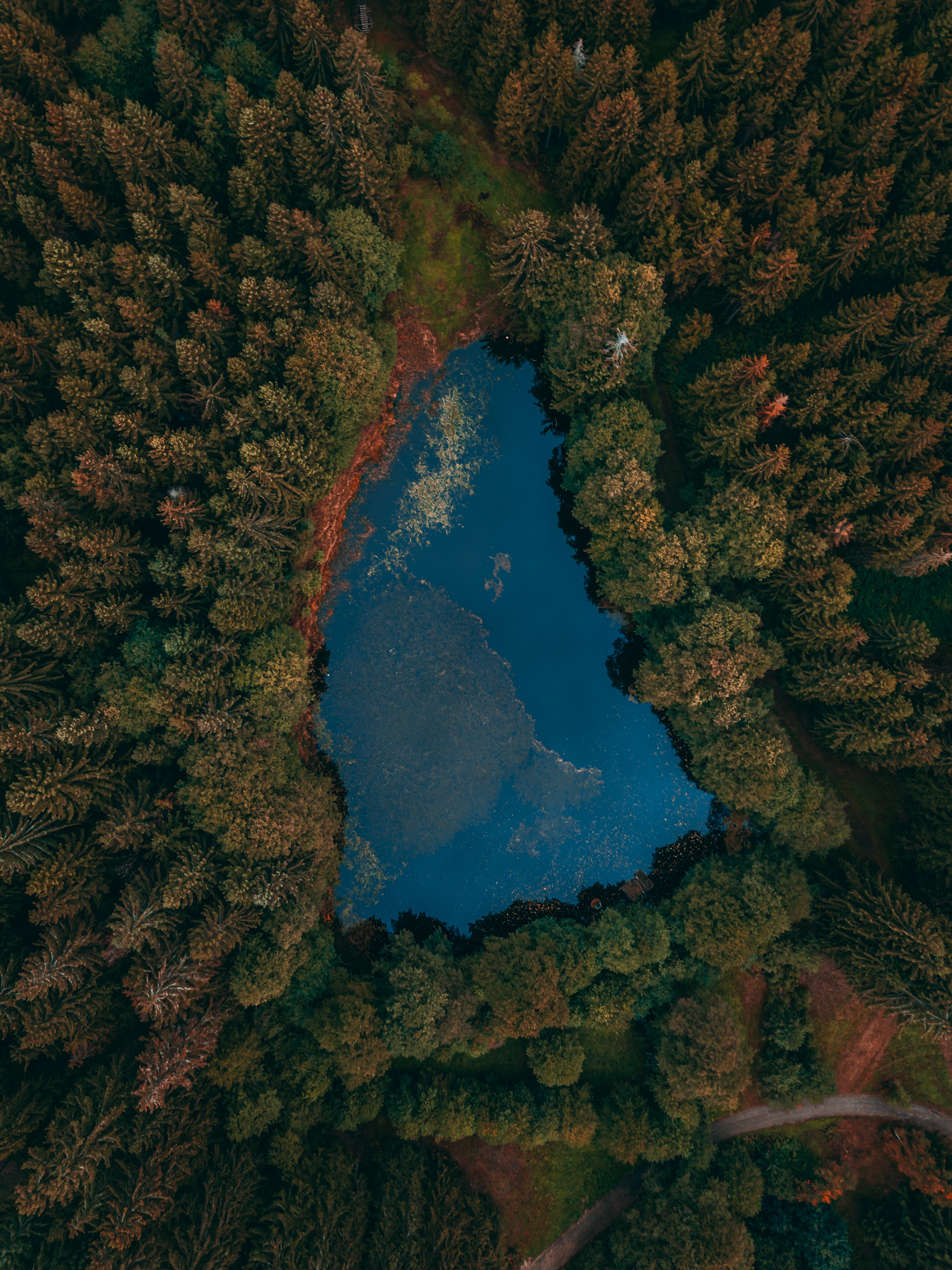view from above, nature, lake, forest