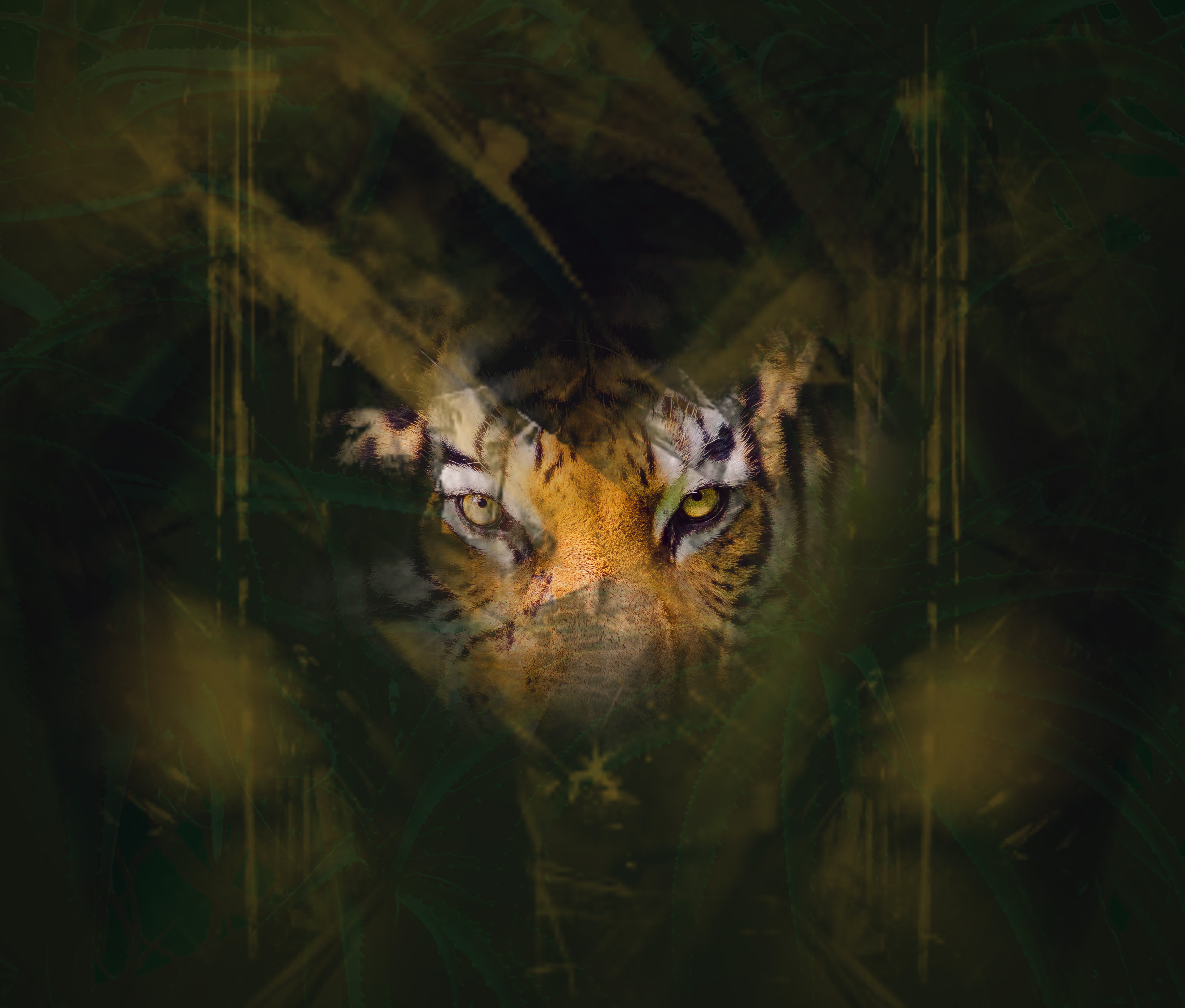 animals, eyes, hide, sight, opinion, tiger