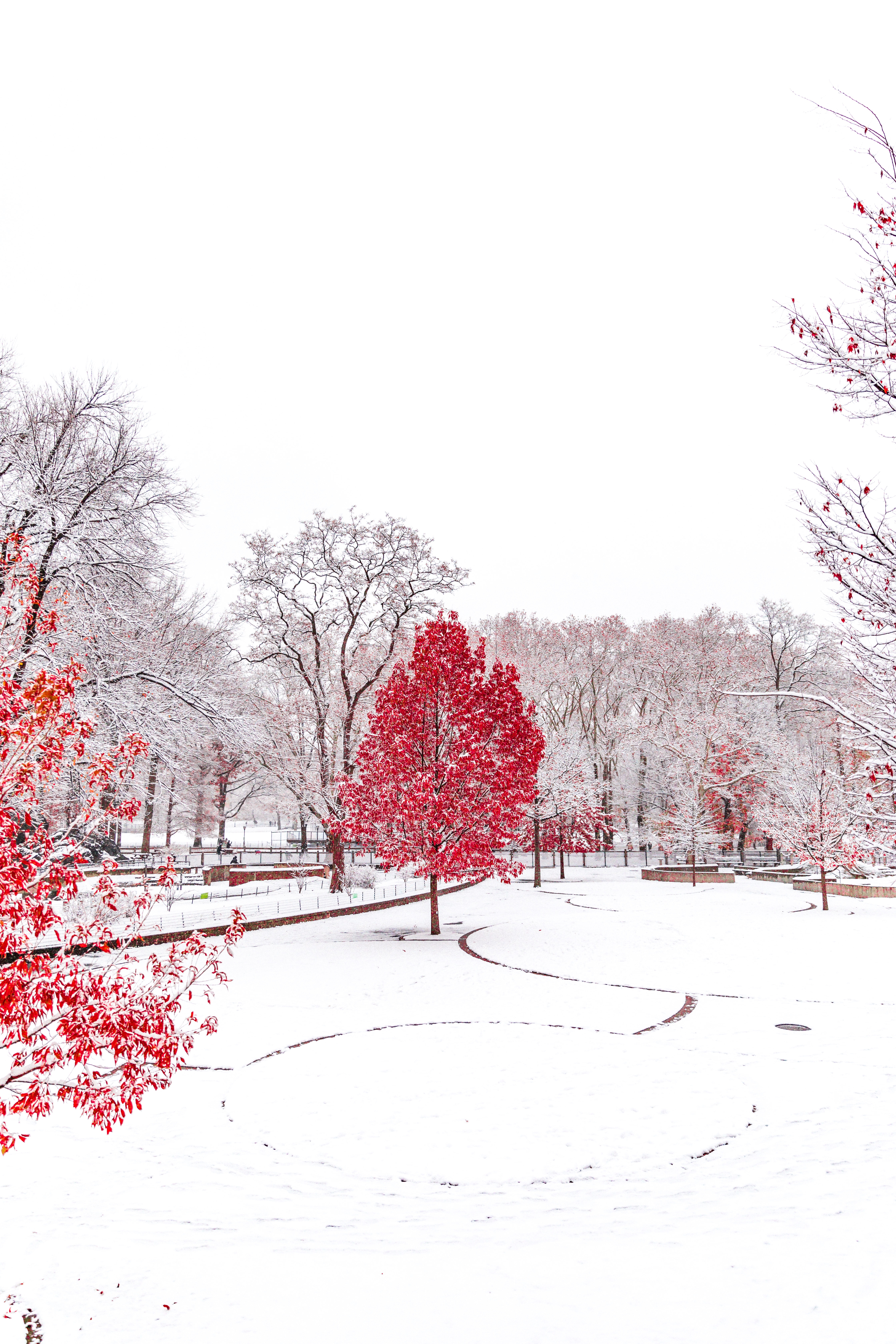 winter, nature, trees, snow, park