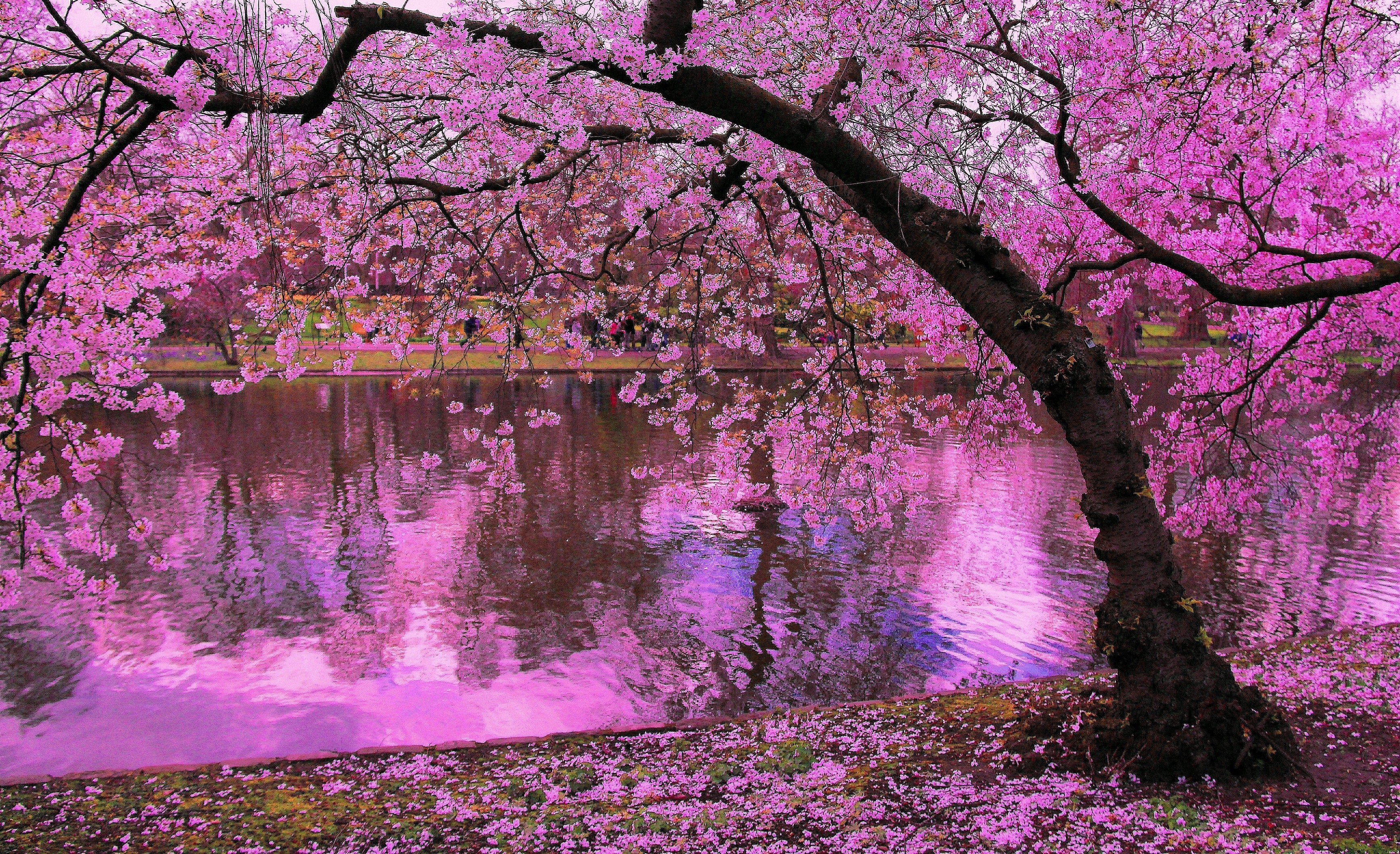 1499618 télécharger le fond d'écran terre/nature, sakura, fleur, fleur rose, étang, réflexion, arbre - économiseurs d'écran et images gratuitement