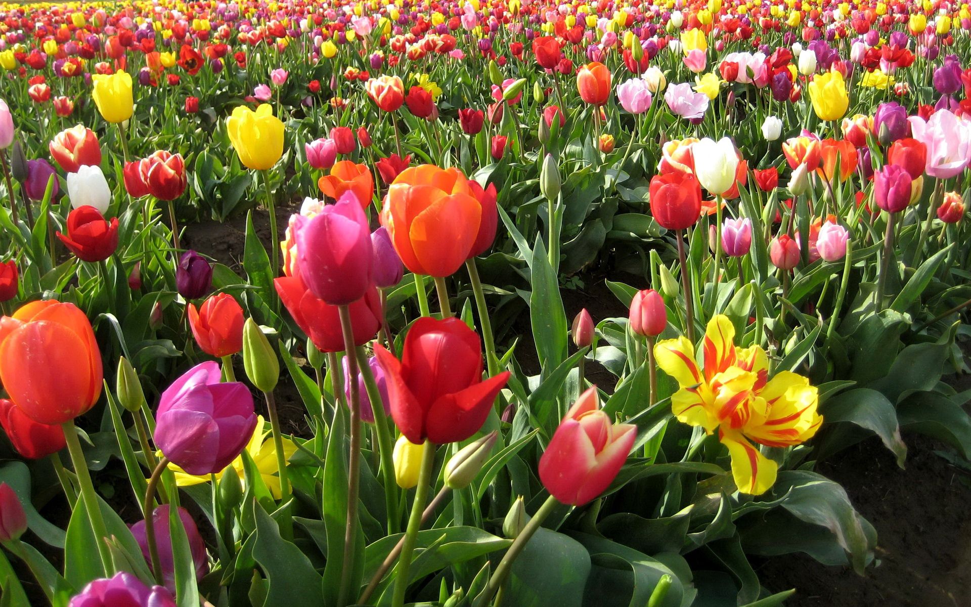 70461 завантажити шпалери квіти, тюльпани, краса, краси, поле, весна, різні, різний - заставки і картинки безкоштовно