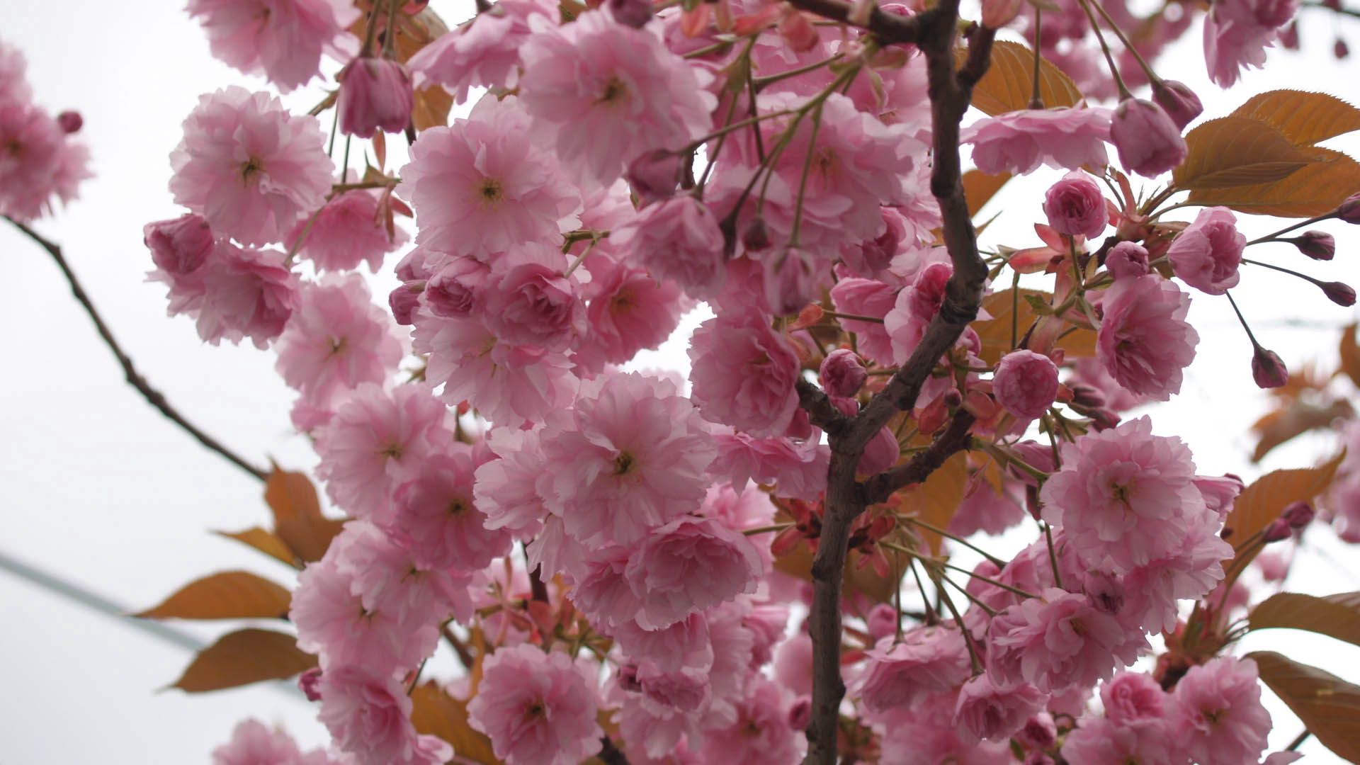 plant, flowers, pink, bloom, flowering, branch mobile wallpaper