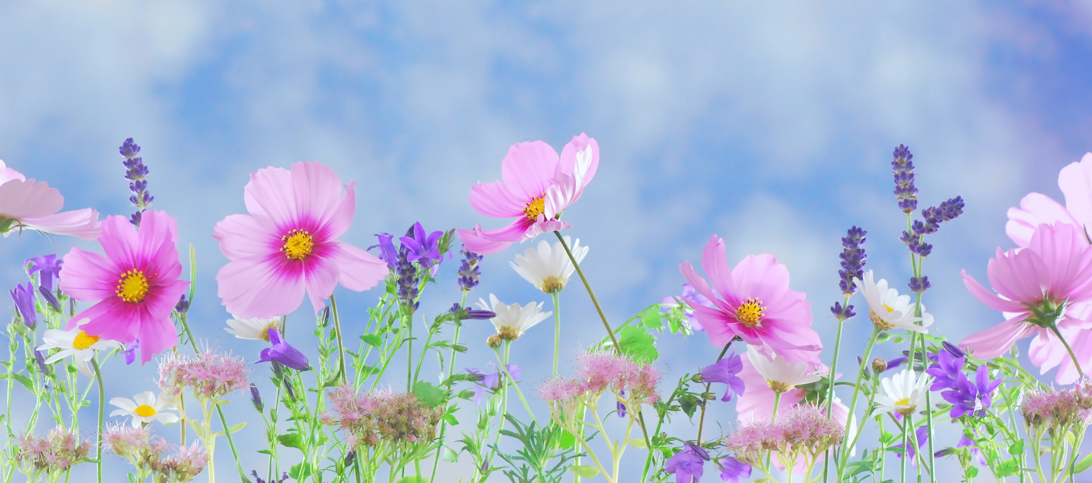 免费下载艺术, 花, 春季, 粉彩, 紫花, 粉红色的花, 波斯菊手机壁纸。