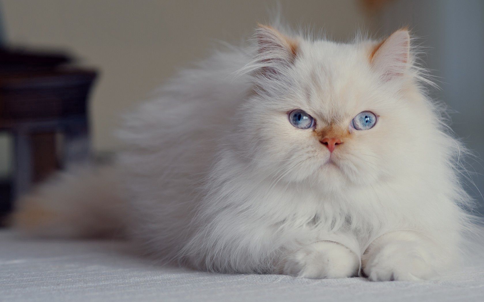 animals, cat, fluffy, blue eyed, persian 2160p