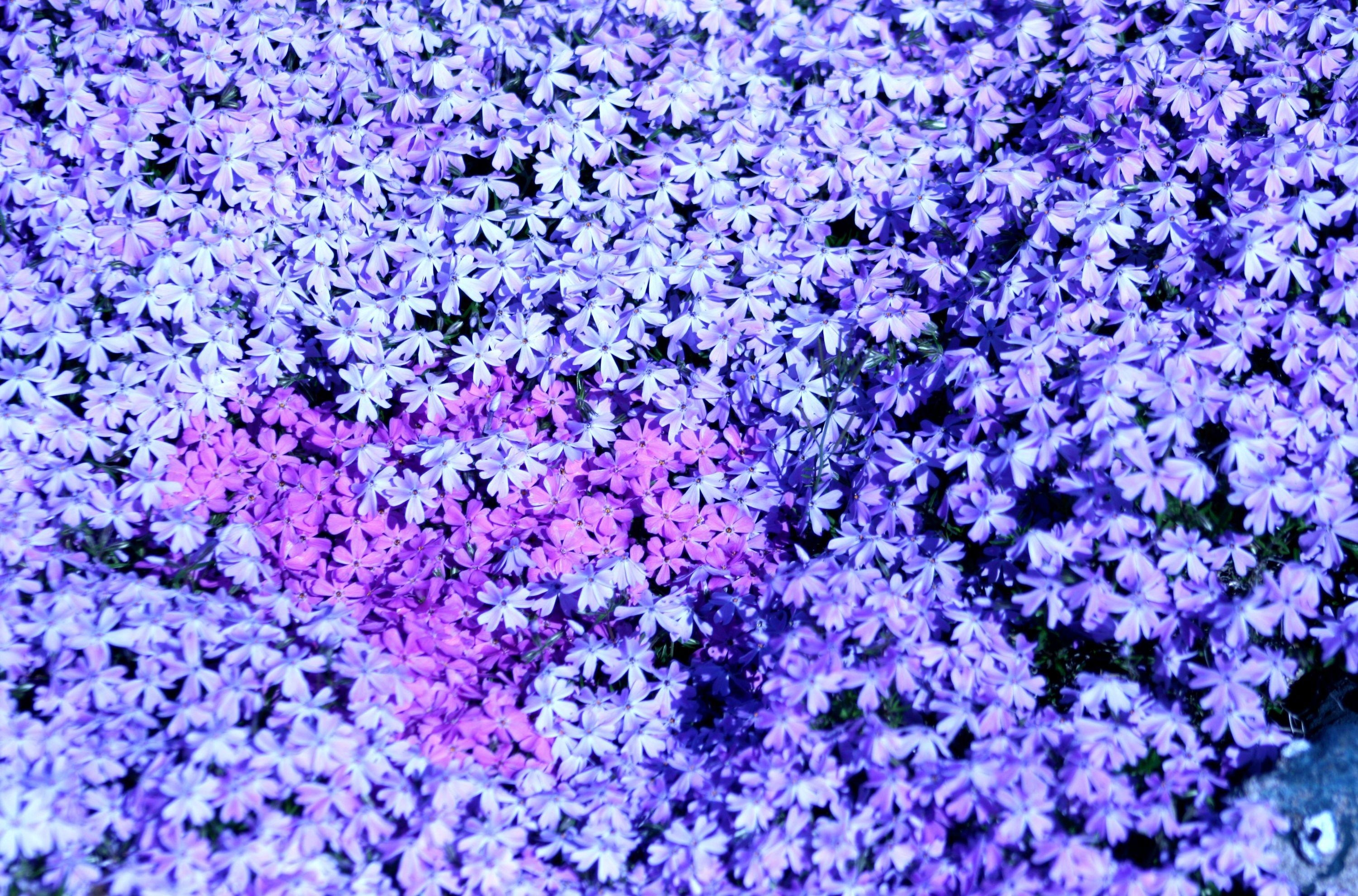 1080p pic phlox, flowers, small
