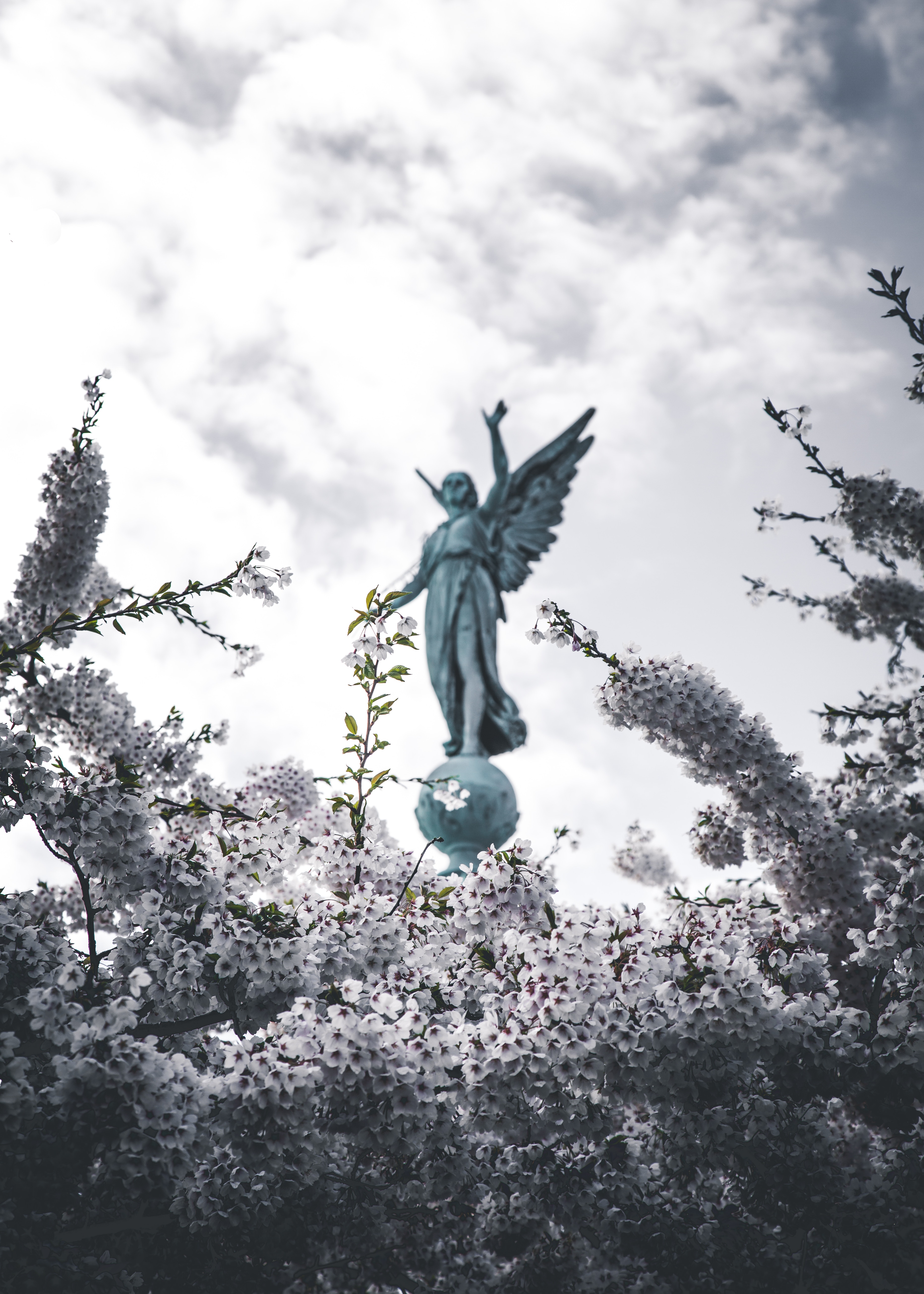 sakura, flowers, miscellanea, miscellaneous, branches, bloom, flowering, statue, angel wallpapers for tablet