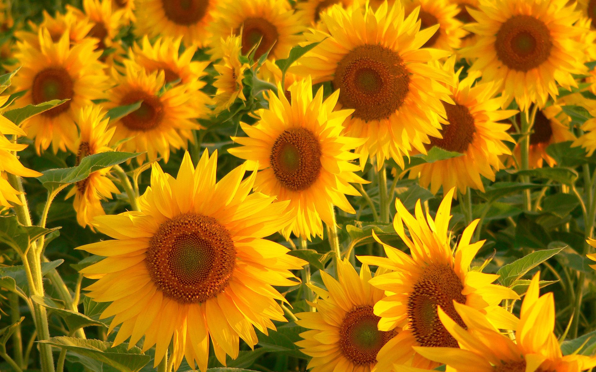 Handy-Wallpaper Sonnenblumen, Blumen, Sommer, Feld, Vorbauten, Stammt kostenlos herunterladen.