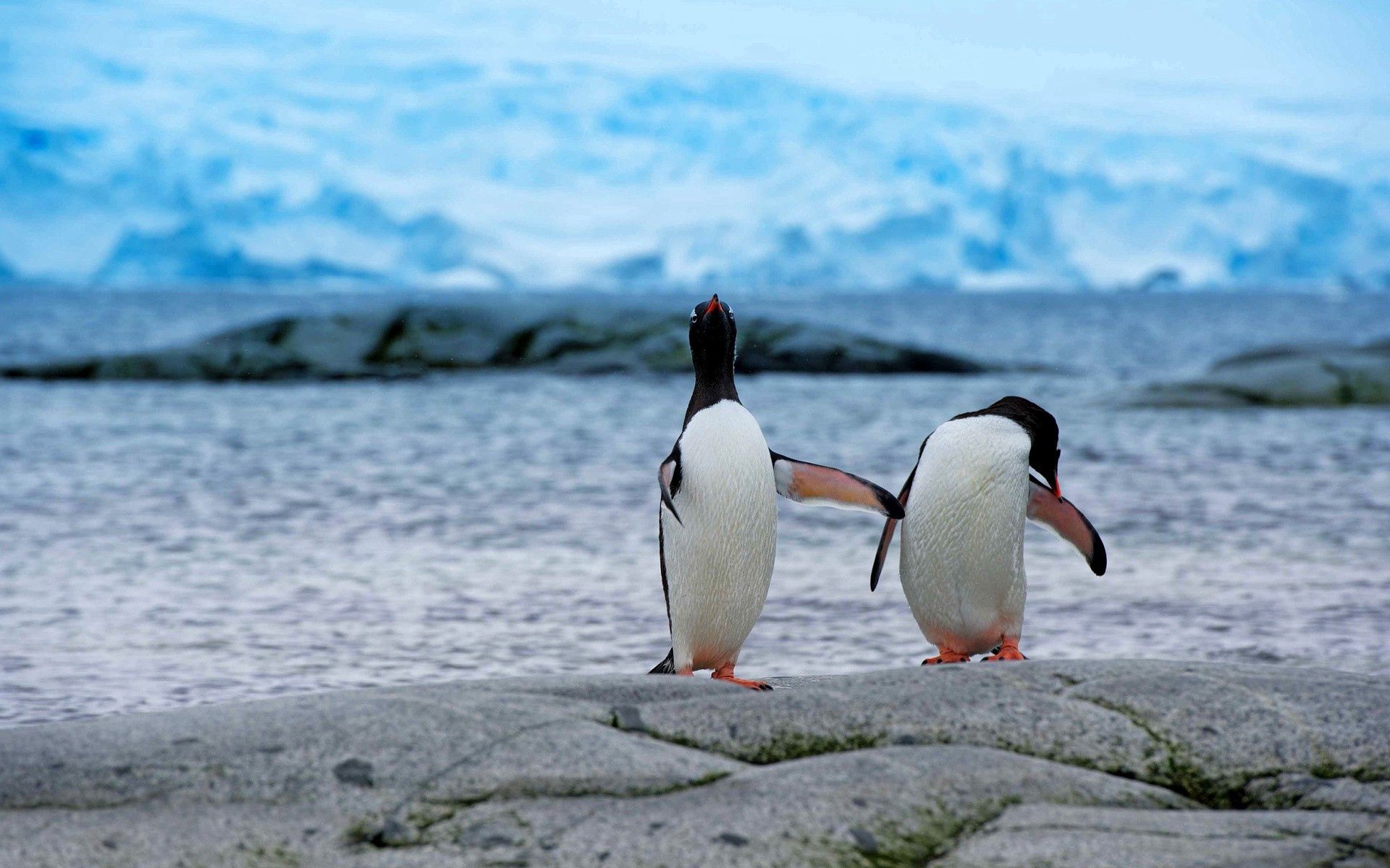 pair, animals, pinguins, shore, bank, couple, antarctica 8K