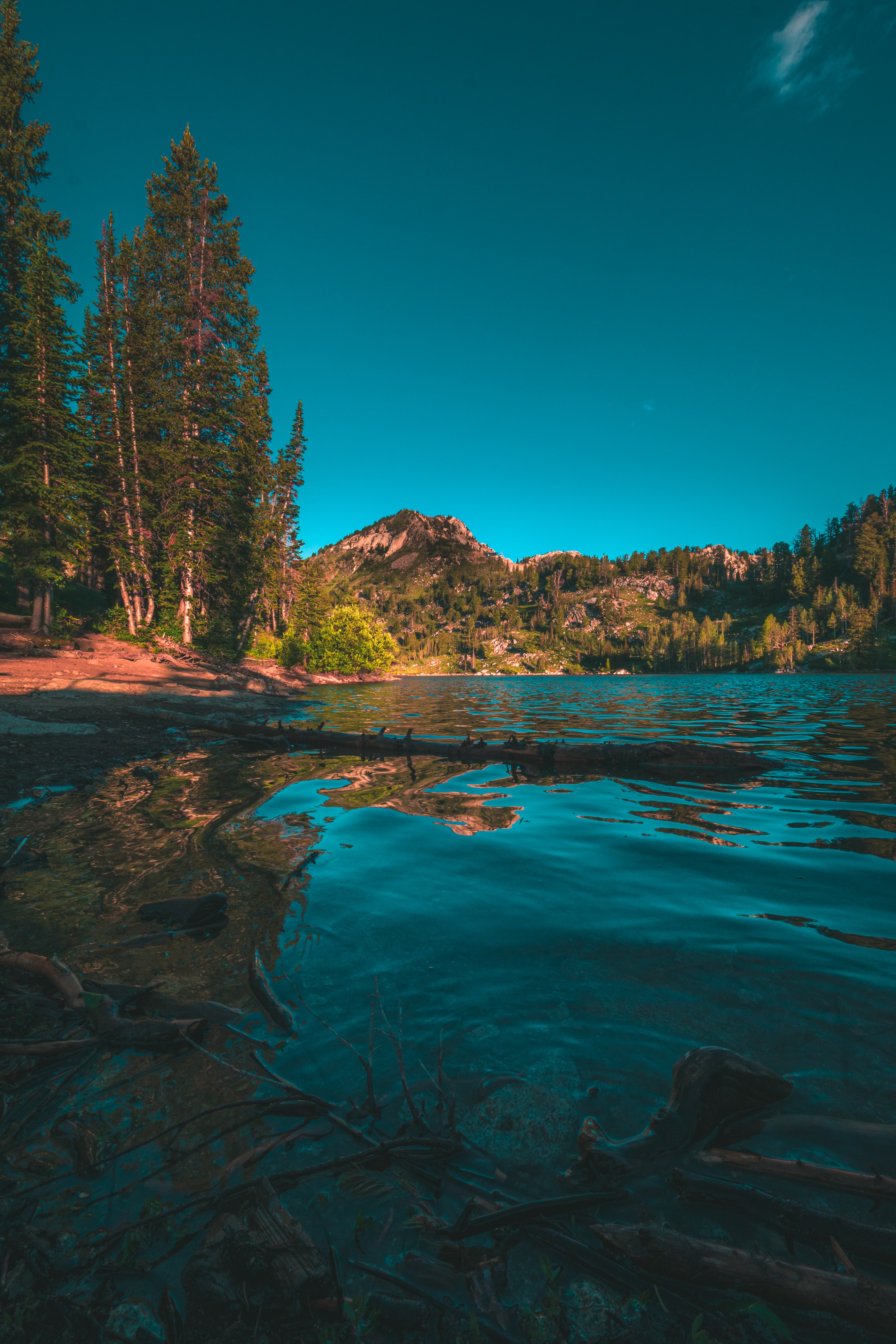 android landscape, nature, trees, mountains, lake, spruce, fir