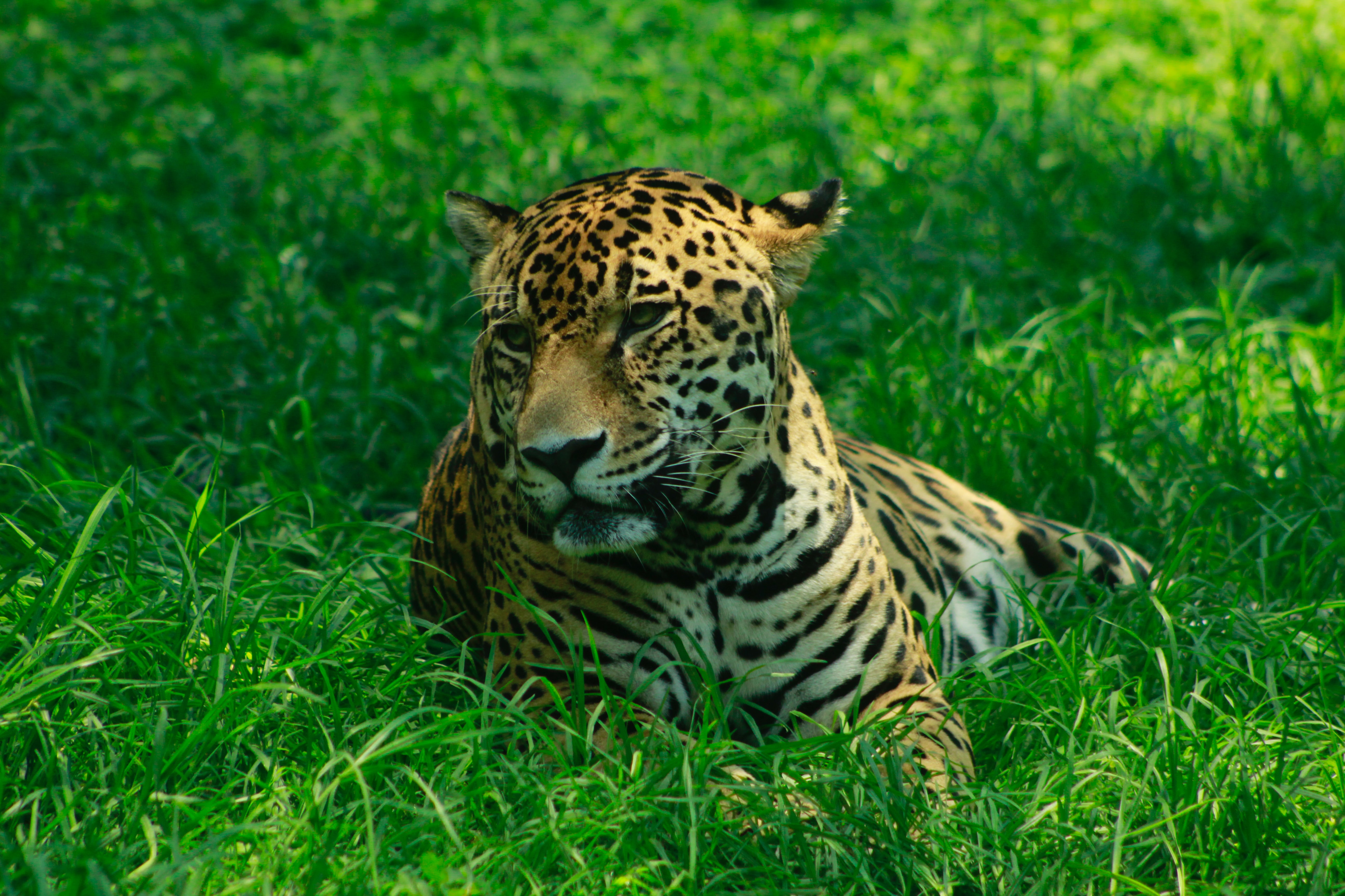 69678 Hintergrundbilder und Leopard Bilder auf dem Desktop. Laden Sie große katze, grass, big cat, predator Bildschirmschoner kostenlos auf den PC herunter