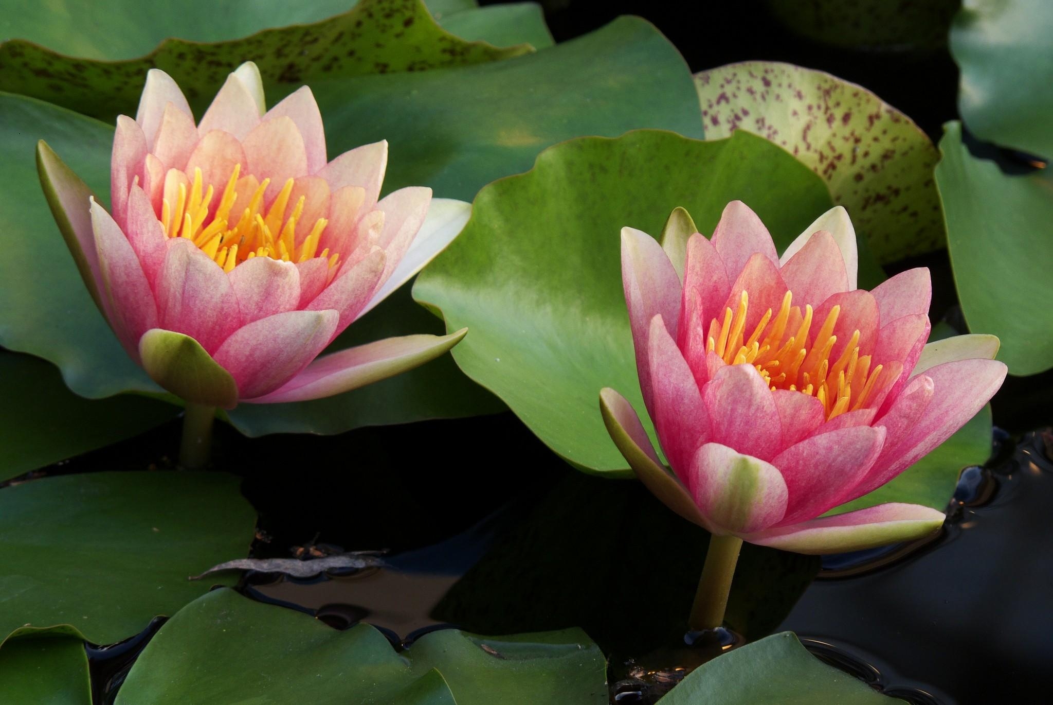 116523 Screensavers and Wallpapers Water Lilies for phone. Download flowers, water, leaves, water lilies, couple, pair, close-up pictures for free