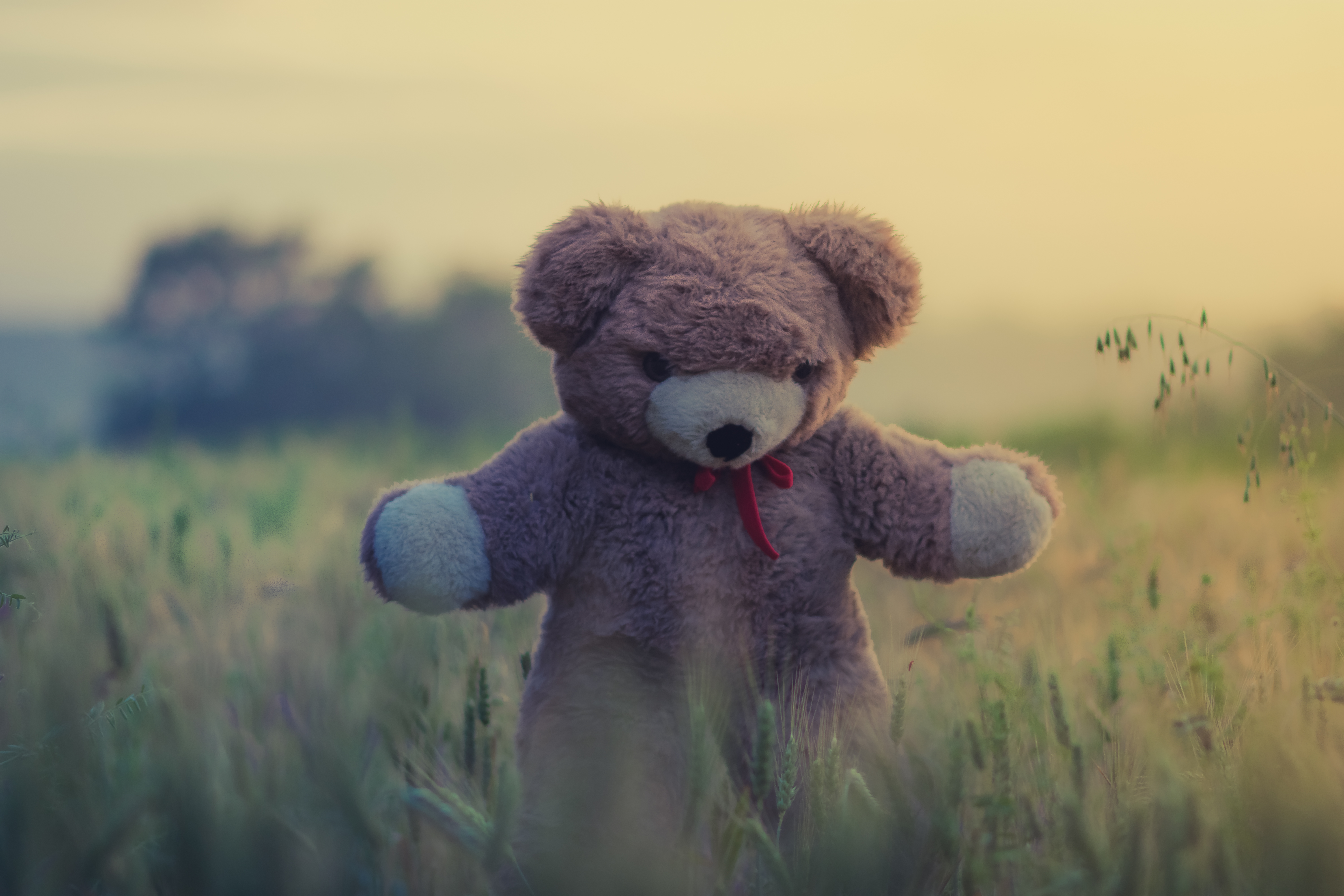 Laden Sie das Grass, Spielzeug, Teddybär, Verschiedenes, Sonstige-Bild kostenlos auf Ihren PC-Desktop herunter