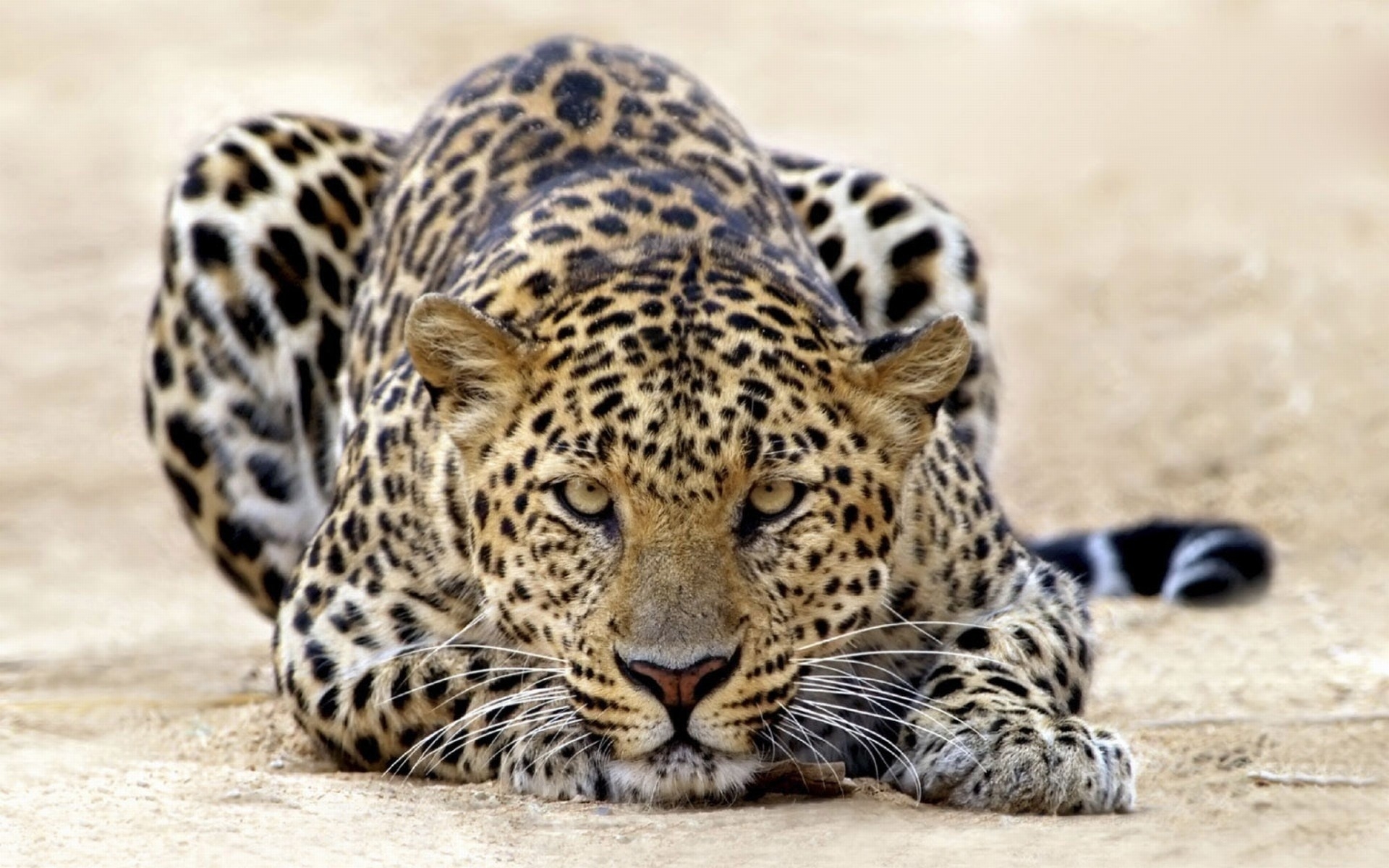leopards, animals HD wallpaper