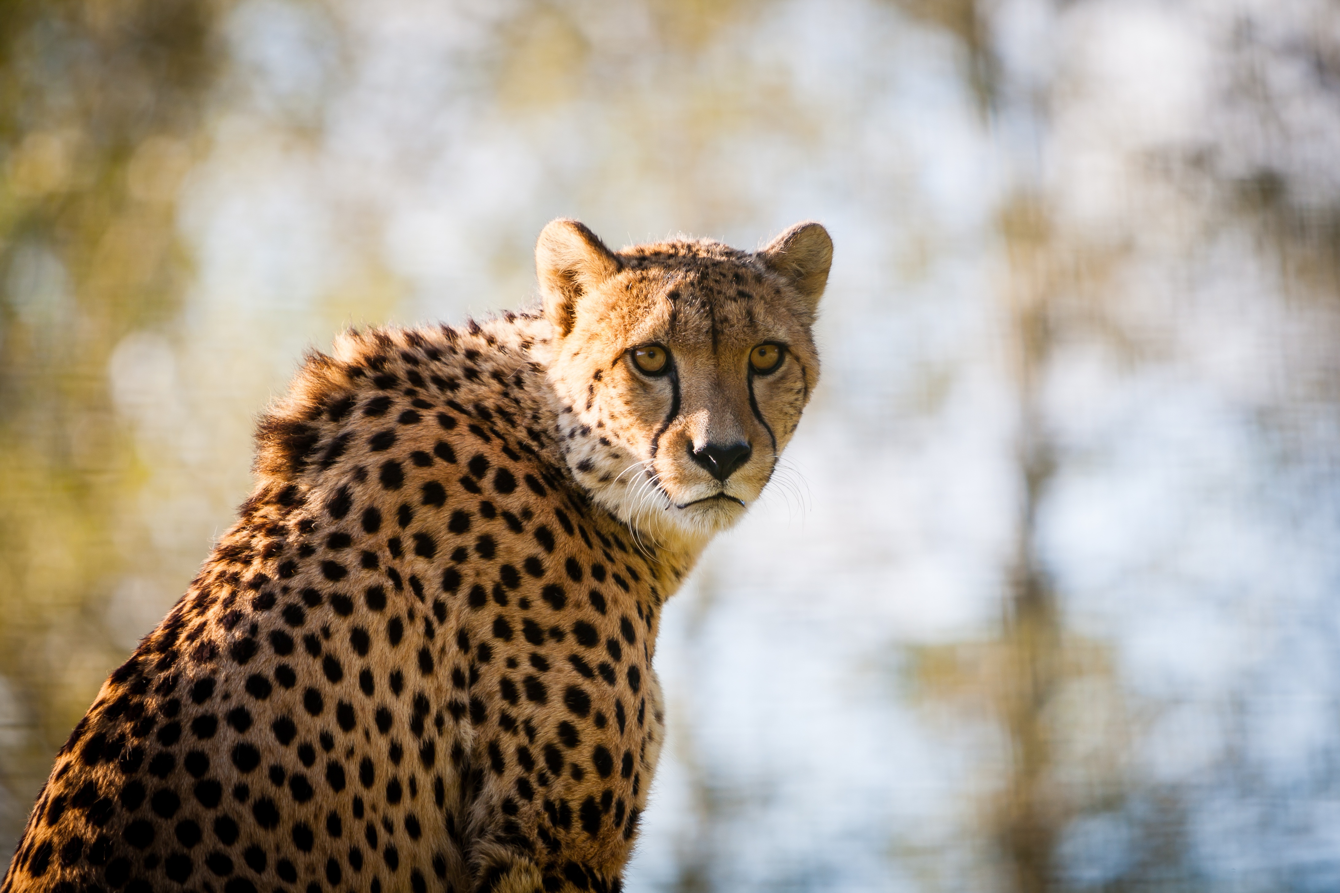 cheetah, animals, spotted, spotty, predator, big cat