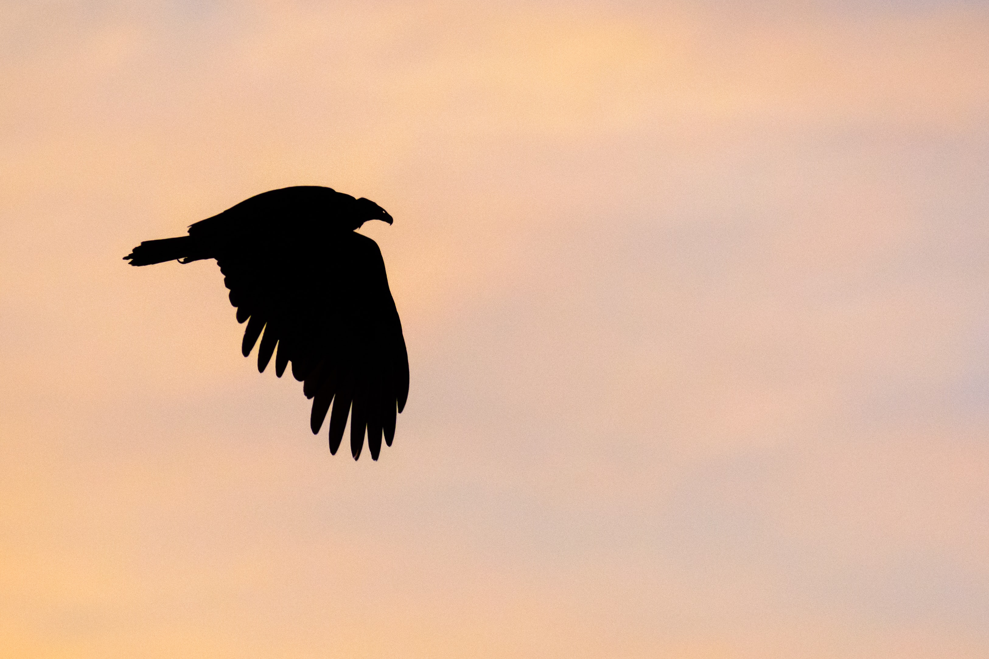 Mobile Wallpaper Vulture bird, sky, silhouette, animals