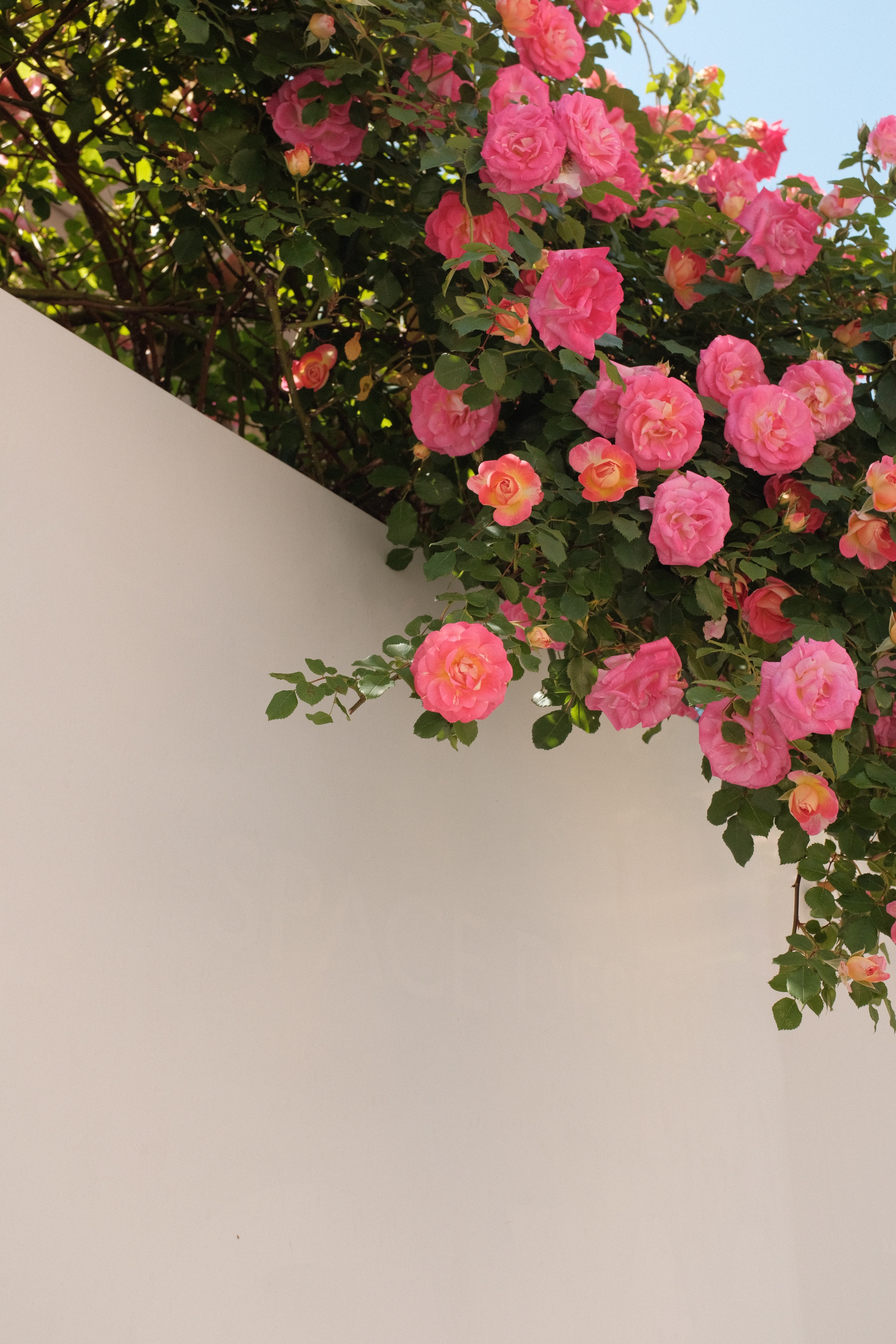 Download mobile wallpaper Roses, Bush, Flowering, Bloom, Wall, Flowers for free.