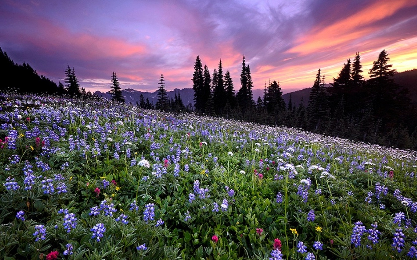 Laden Sie das Blumen, Landschaft, Natur-Bild kostenlos auf Ihren PC-Desktop herunter